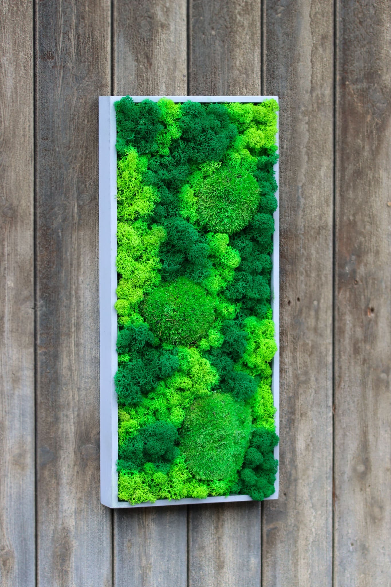 Geschenk Rahmen modern moos Moosbild Hellgrün Grün Natur Moobilder Mooswand Pflanzen Pflanzenbild Flachmoos Waldmoos Muttertag Geburtstag Wohnung Wand Deko Dekoration Islandmoos Rentiermoos Ranke Ranken innen grün Rechteck Gedankenwunder Manufaktur handmade Handarbeit rustikal