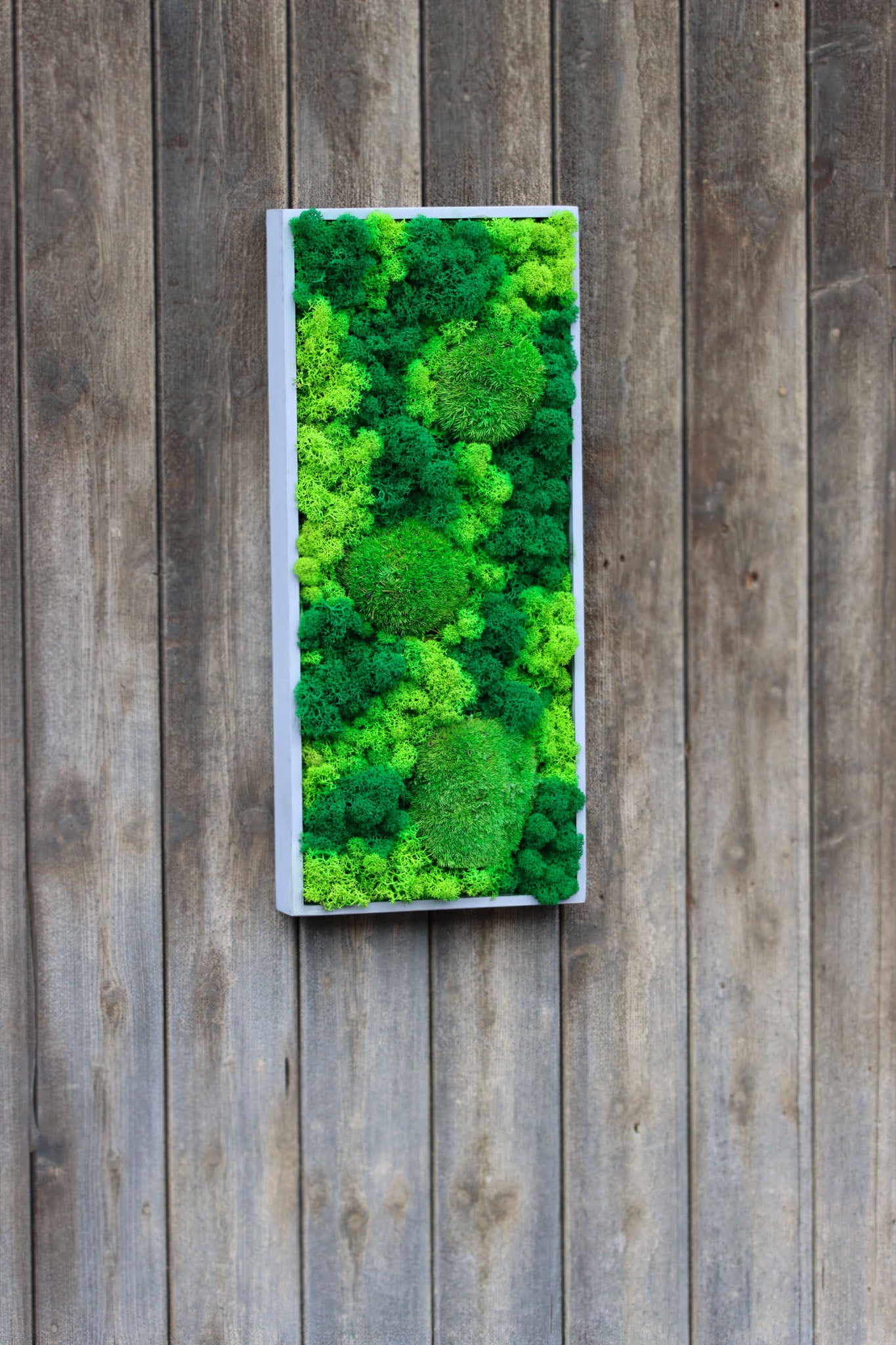 Lauchgrün Geschenk Rahmen modern moos Moosbild Hellgrün Grün Natur Moobilder Mooswand Pflanzen Pflanzenbild Flachmoos Waldmoos Muttertag Geburtstag Wohnung Wand Deko Dekoration Islandmoos Rentiermoos Ranke Ranken innen grün Rechteck Gedankenwunder Manufaktur handmade Handarbeit Salbei Leuchtgrün