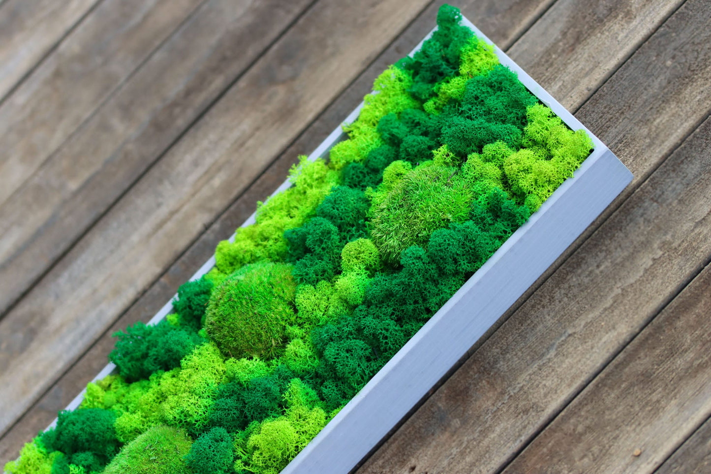 Geschenk Rahmen modern moos Moosbild Hellgrün Grün Natur Moobilder Mooswand Pflanzen Pflanzenbild Flachmoos Waldmoos Muttertag Geburtstag Wohnung Wand Deko Dekoration Islandmoos Rentiermoos Ranke Ranken innen grün Rechteck Gedankenwunder Manufaktur handmade Handarbeit Natur