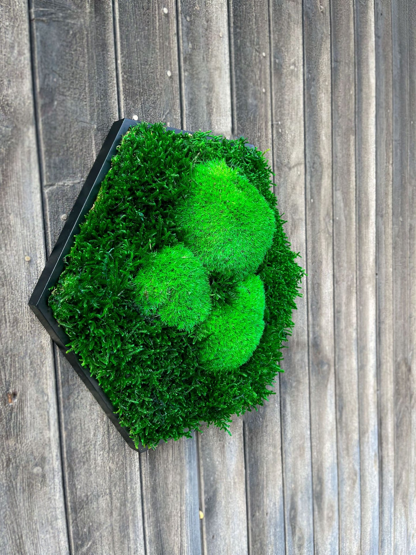 Moosbild Wandgarten Bild Gemälde Biophilic Hügelmoos Waldmoos Ballmoos Moos Ball Moss Hexagon Sechseck Rahmen Wandgarten Flachmoos Bollenmoos Geschenk Deko Wanddeko Wandbegrünung