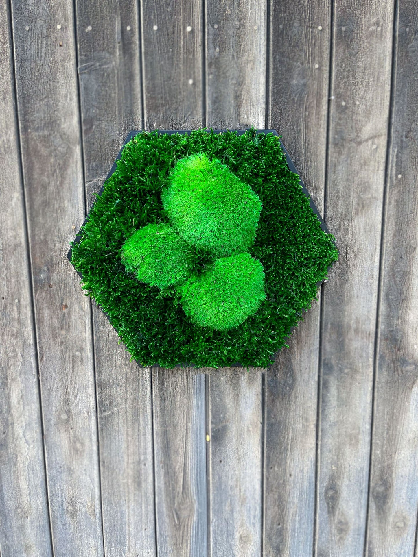 Moosbild Wandgarten Bild Gemälde Biophilic Hügelmoos Waldmoos Ballmoos Moos Ball Moss Hexagon Sechseck Rahmen Wandgarten Flachmoos Bollenmoos Geschenk Deko Wanddeko Wandbegrünung Wandpflanzen Pflanzen konserviert