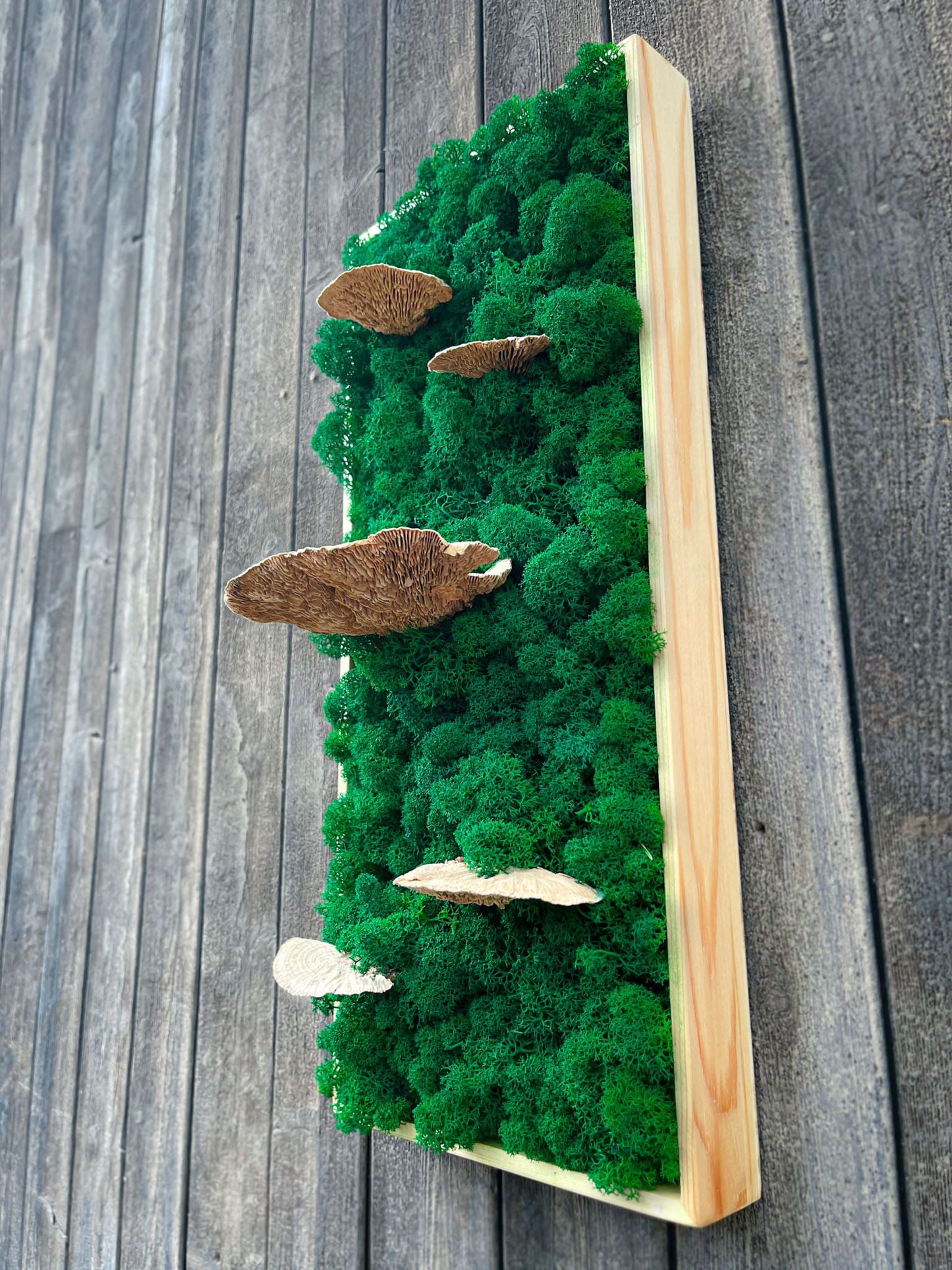 Zunderschwamm Birke Geschenk Rahmen modern moos Moosbild Hellgrün Grün Natur Moobilder Mooswand Pflanzen Pflanzenbild Waldmoos Muttertag Geburtstag Wohnung Wand Deko Dekoration Islandmoos Rentiermoos innen grün Wald Innenraum Deko Dekoration Baum Baumschwamm Baumpilz Pilz Schwamm Rechteck
