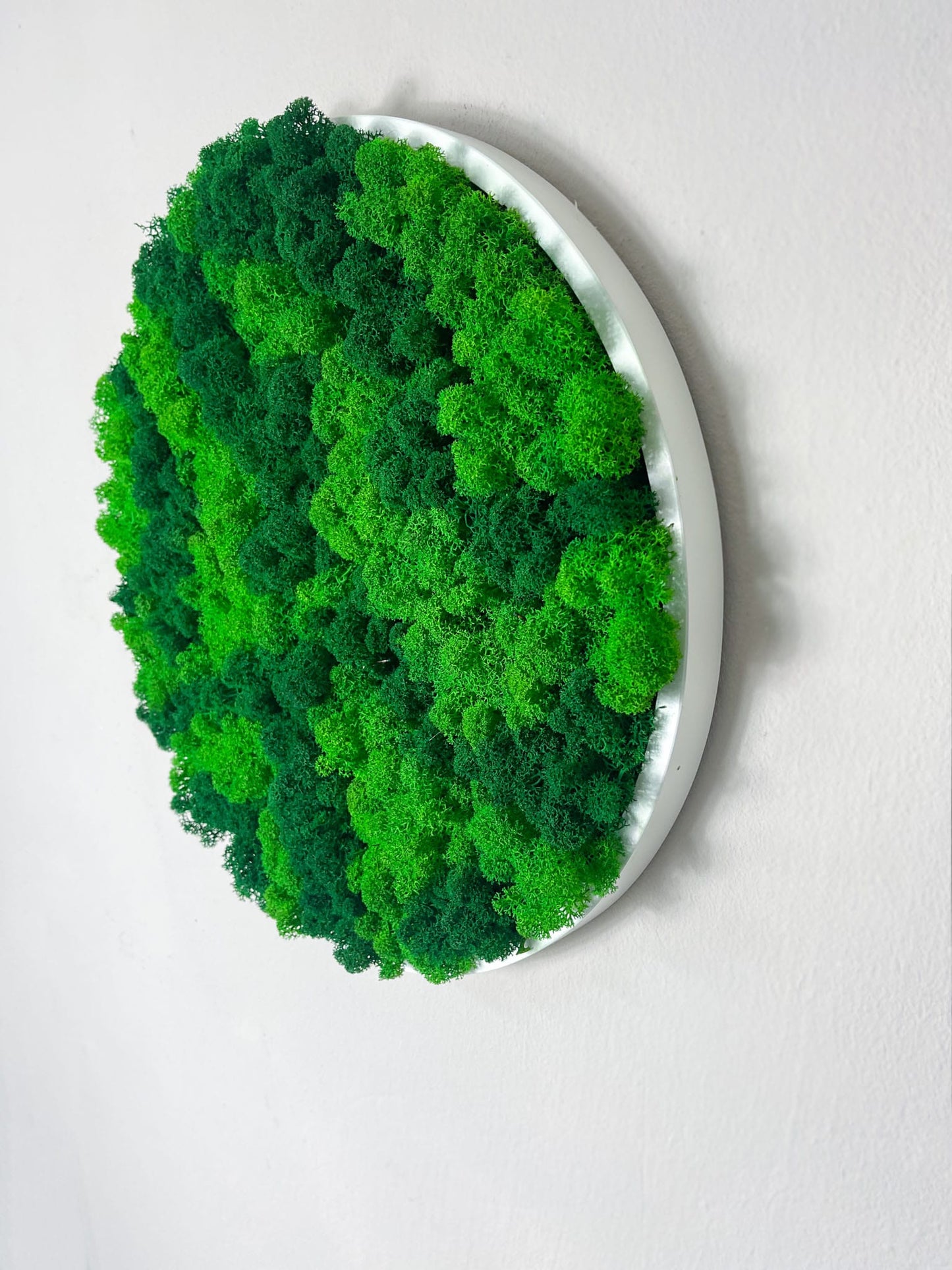 Geschenk Rahmen modern moos Moosbild Hellgrün Grün Natur Moobilder Mooswand Pflanzen Pflanzenbild Flachmoos Waldmoos Muttertag Geburtstag Wohnung Wand Deko Dekoration Islandmoos Rentiermoos Kreis Rund Tablett
