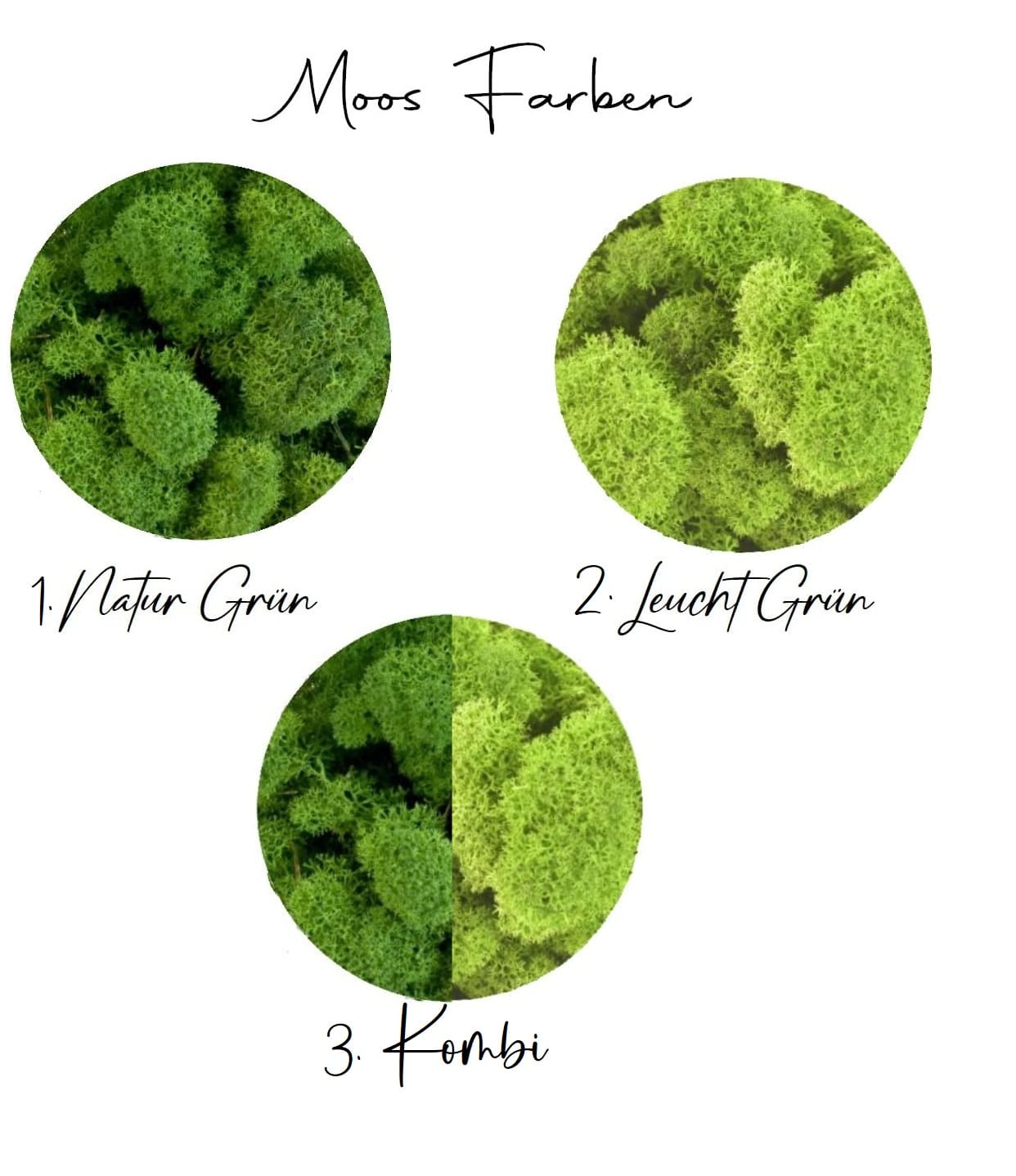 Moos Schale Beton Design Islandmoos Moss Bowl