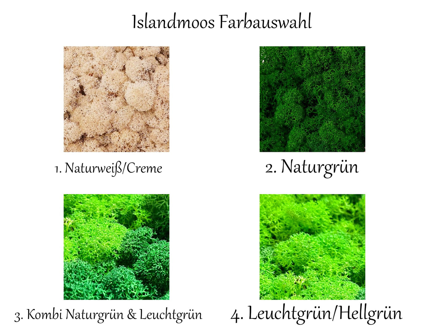 Moosbild "Weißer Hortensienwald" Hortensien & Islandmoos Hexagon