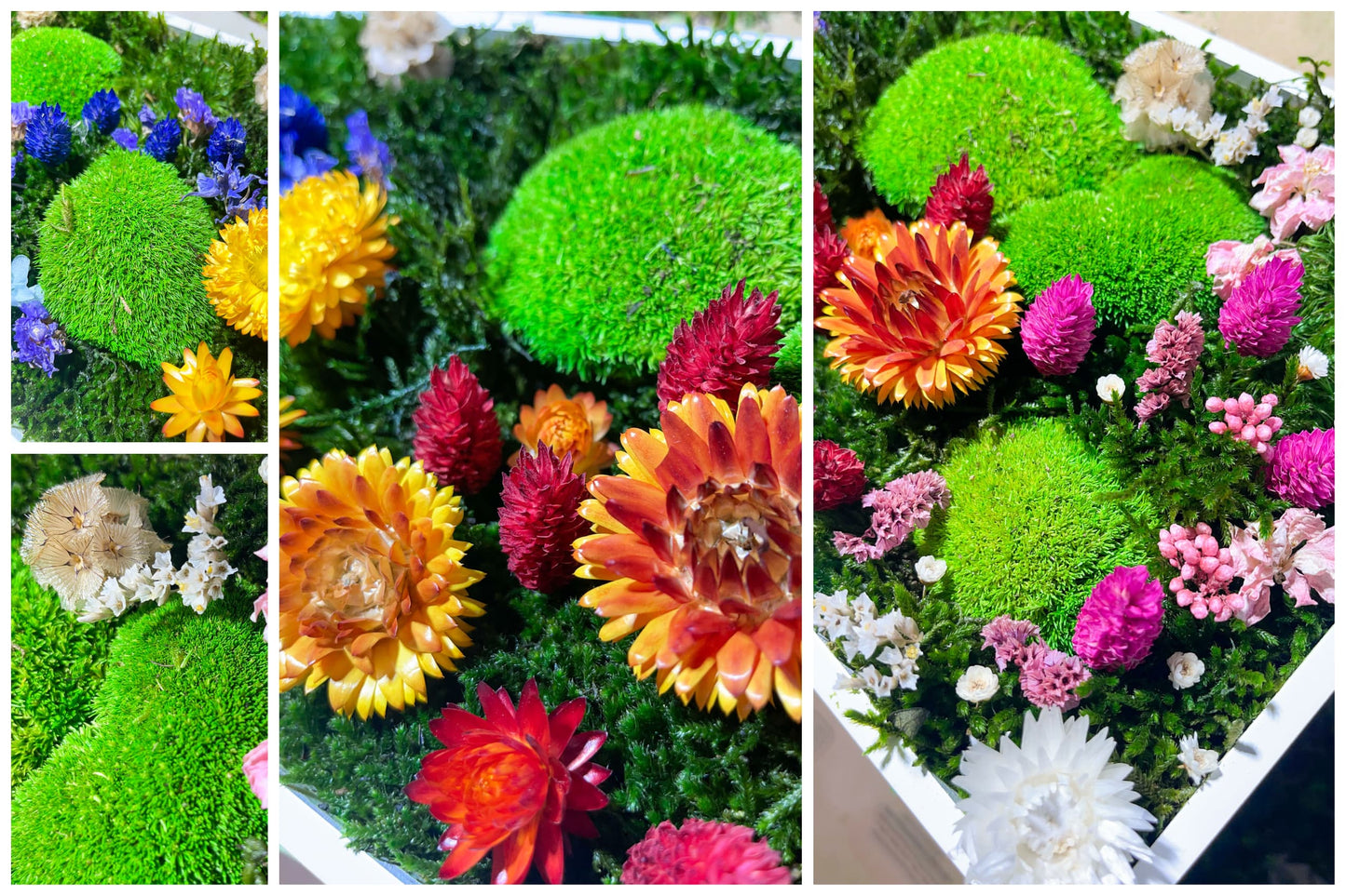 Geschenk Pusteblume Rahmen Rechteck Islandmoos moos Moosbild Rentiermoos Hellgrün Grün Natur Bollenmoos Moobilder Mooswand Pflanzen Pflanzenbild Pusteblume Pusteblumen Löwenzahn Flachmoos Waldmoos Muttertag Geburtstag Wohnung Dschungel Gedankenwunder