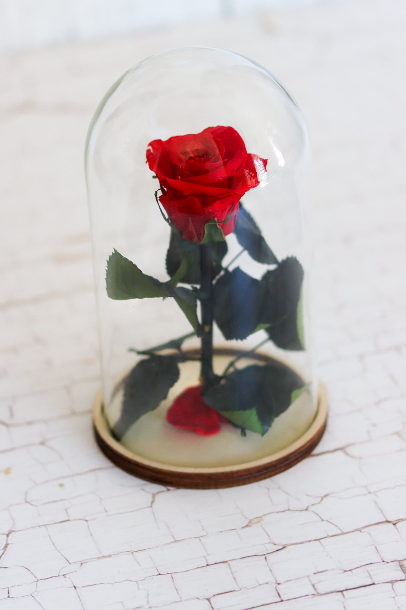 Rosenglasglocke untilthelastpetalfalls Rose redrose royalred rot red Infinityrose Glasglocke Ewigerose ewig infinity Geschenkidee romantisch romantic girlfriend Freundin Valentinesday Valentinstag Valentino Muttertag Geburtstag elegant Glas