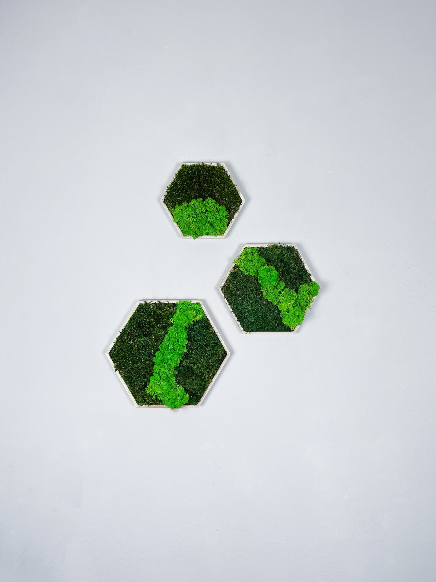 Islandmoos Moosverlauf Moosbild Hexagon mit Holz Rahmen Sechseck