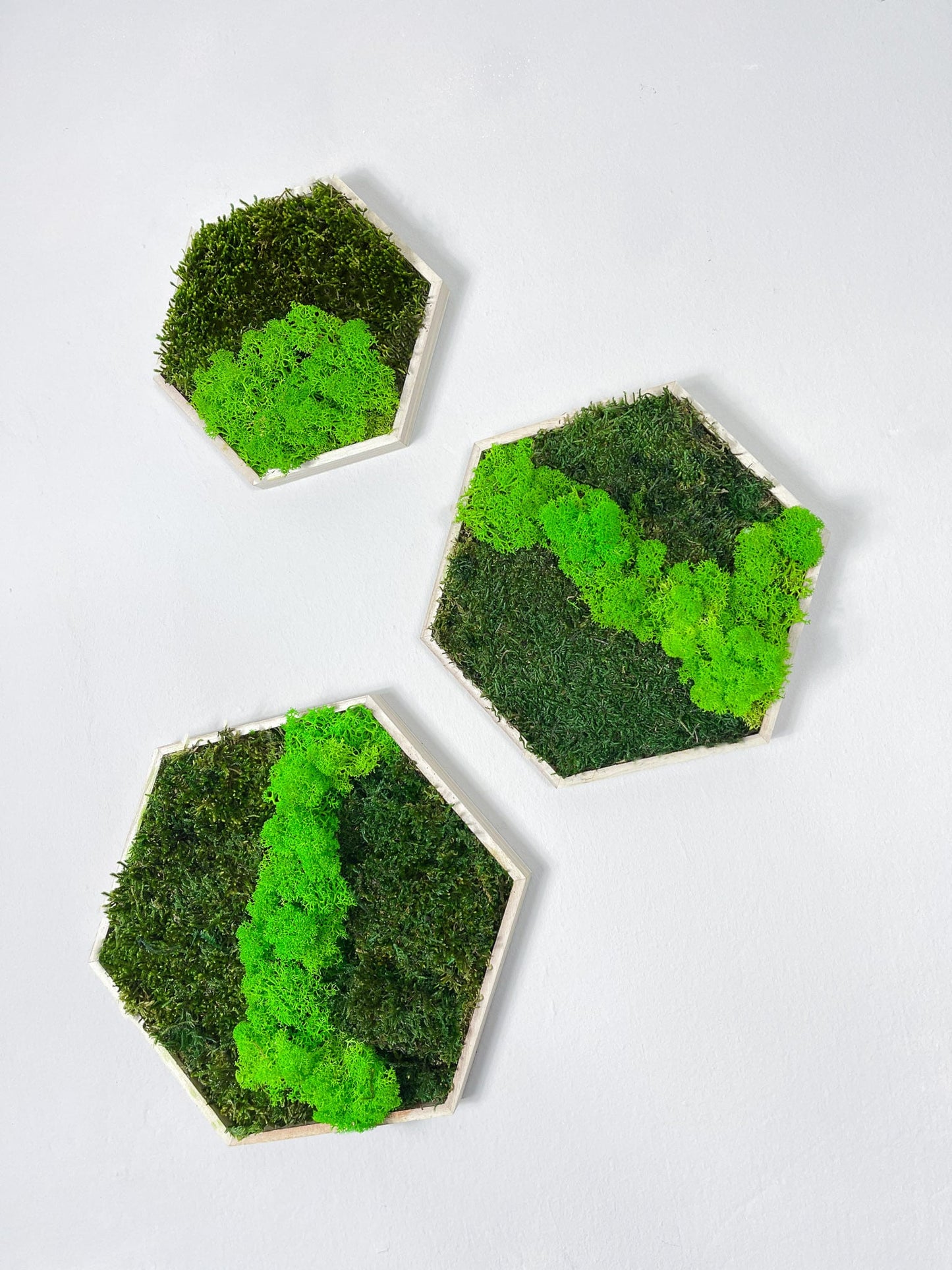 Islandmoos Moosverlauf Moosbild Hexagon mit Holz Rahmen Sechseck