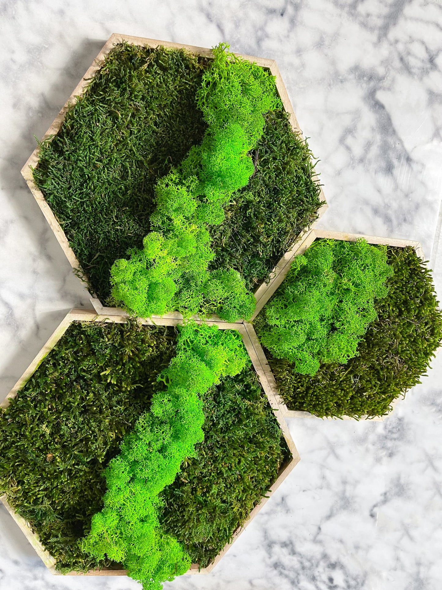 Islandmoos Moosverlauf Moosbild Hexagon mit Holz Rahmen Sechseck