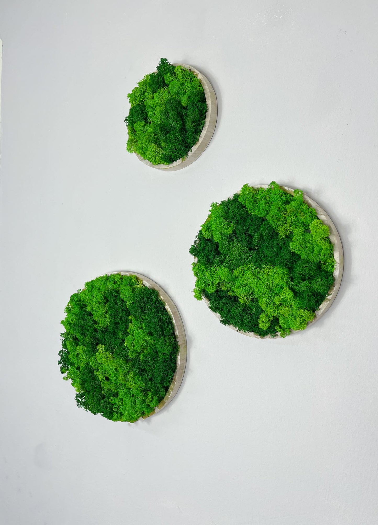 Kugelmoos Ballenmoos Bollenmoos Moos Moosbild Moosbilder Quadrat Hexagon Sechseck Waldmoos Islandmoos Rentiermoos Viereck Rahmen Bild Bilder Wanddeko Wandekoration Gemälde weiß schwarz natur Dschungel Rund Kreis