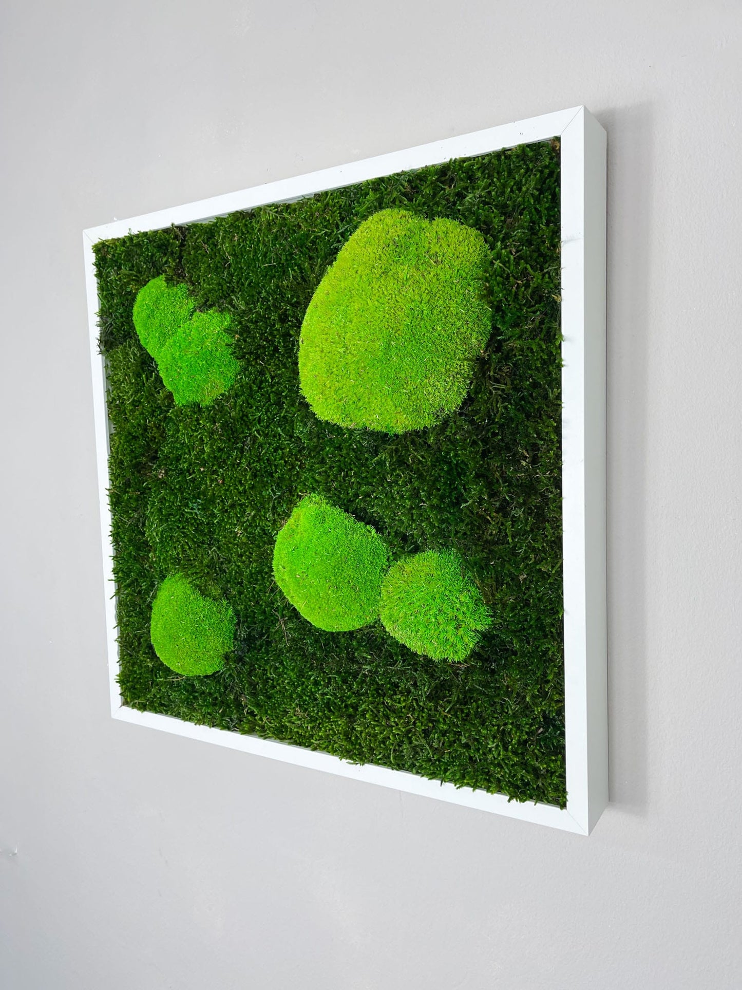 Kugelmoos Ballenmoos Bollenmoos Moos Moosbild Moosbilder Quadrat Hexagon Sechseck Waldmoos Islandmoos Rentiermoos Viereck Rahmen Bild Bilder Wanddeko Wandekoration Gemälde weiß schwarz natur Dschungel Rund Kreis