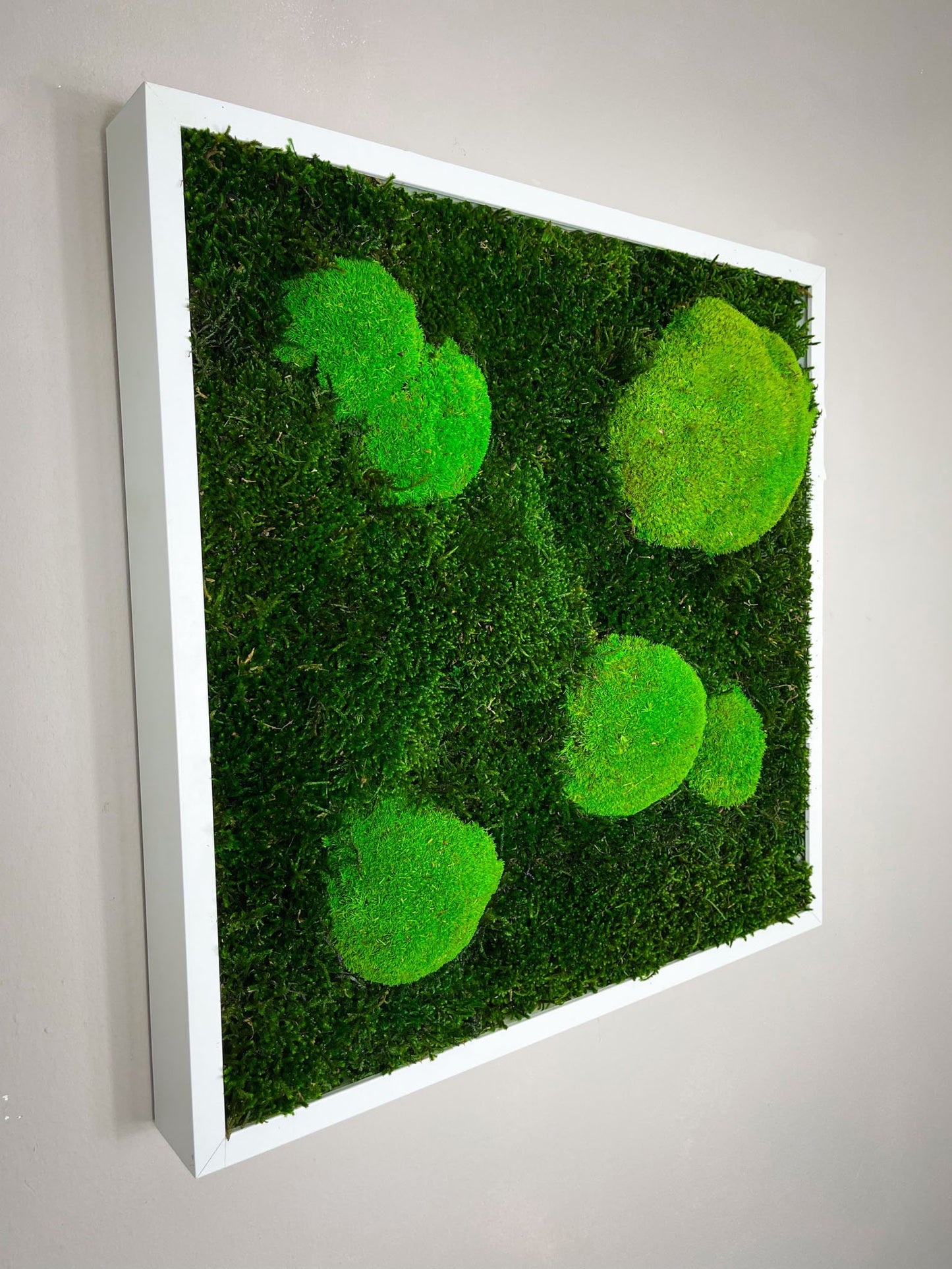 Kugelmoos Ballenmoos Bollenmoos Moos Moosbild Moosbilder Quadrat Hexagon Sechseck Waldmoos Islandmoos Rentiermoos Viereck Rahmen Bild Bilder Wanddeko Wandekoration Gemälde weiß schwarz natur Dschungel Rund Kreis