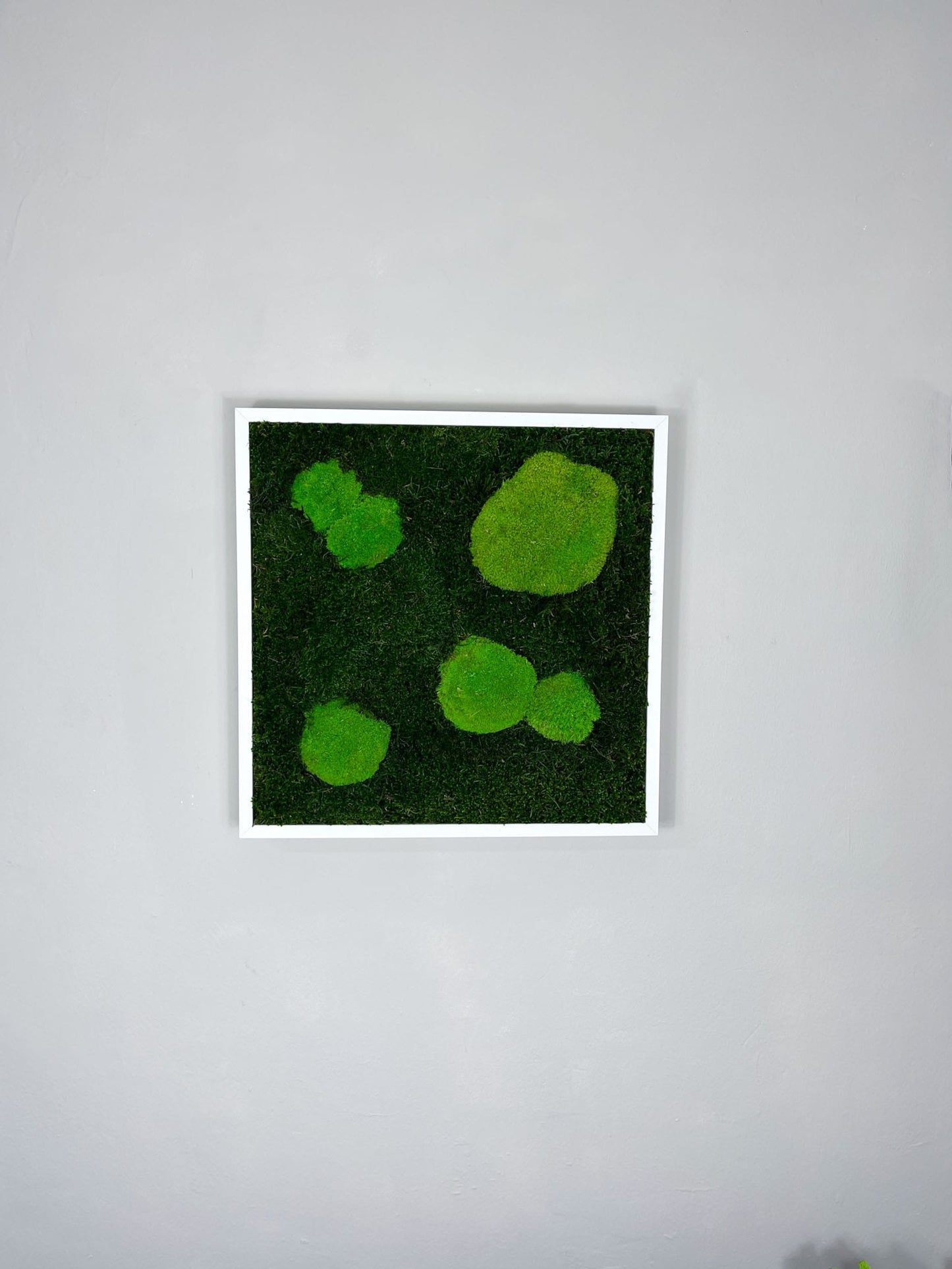 Kugelmoos Ballenmoos Bollenmoos Moos Moosbild Moosbilder Quadrat Hexagon Sechseck Waldmoos Islandmoos Rentiermoos Viereck Rahmen Bild Bilder Wanddeko Wandekoration Gemälde weiß schwarz natur Dschungel Rund Kreis