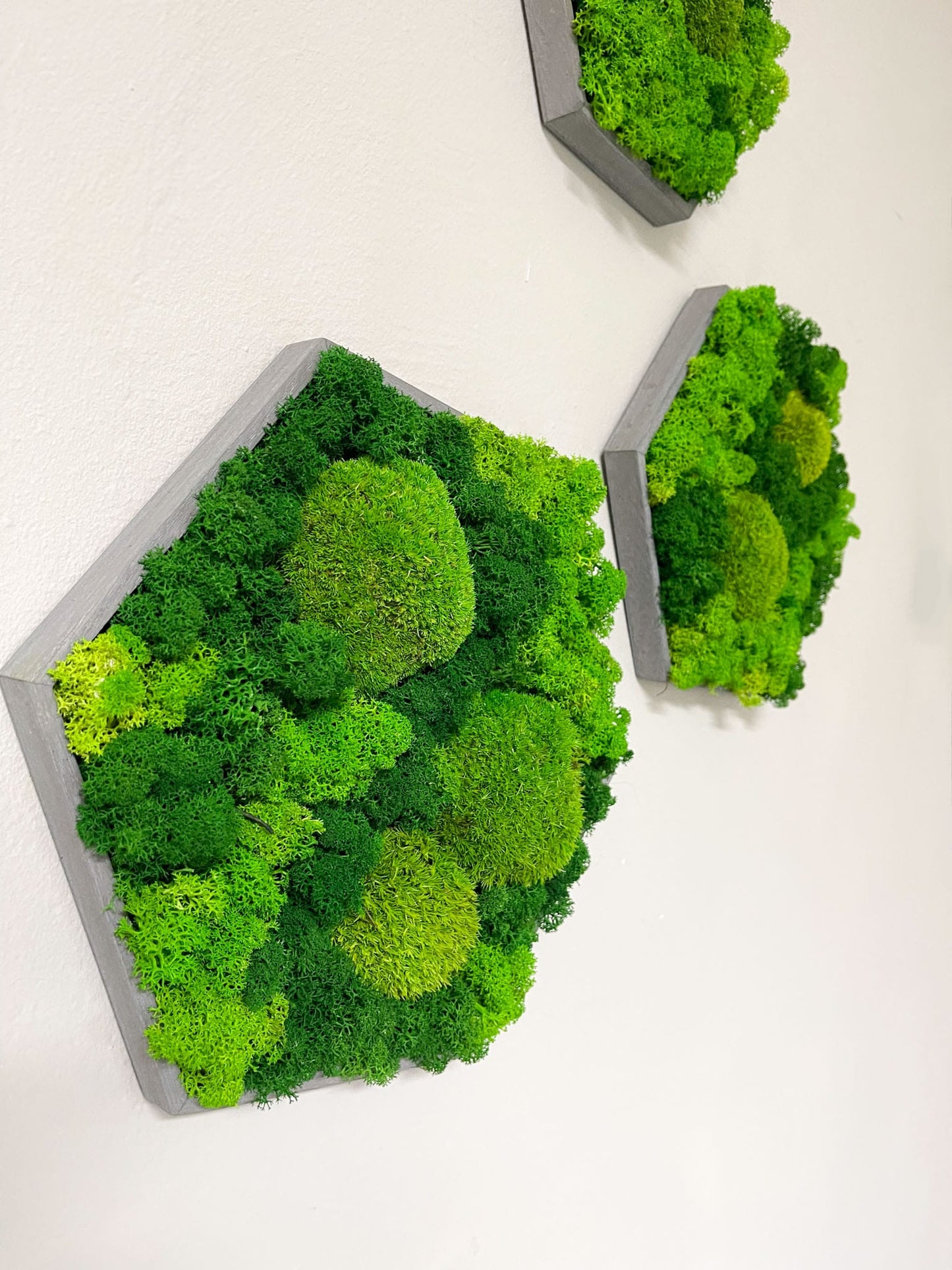 Geschenk Rahmen modern moos Moosbild Hellgrün Grün Natur Moobilder Mooswand Pflanzen Pflanzenbild Flachmoos Waldmoos Muttertag Geburtstag Wohnung Wand Deko Dekoration Islandmoos Rentiermoos Ast Teak Treibholz innen grün Wald Innenraum Deko Dekoration Waben Kombi Farben Sechseck