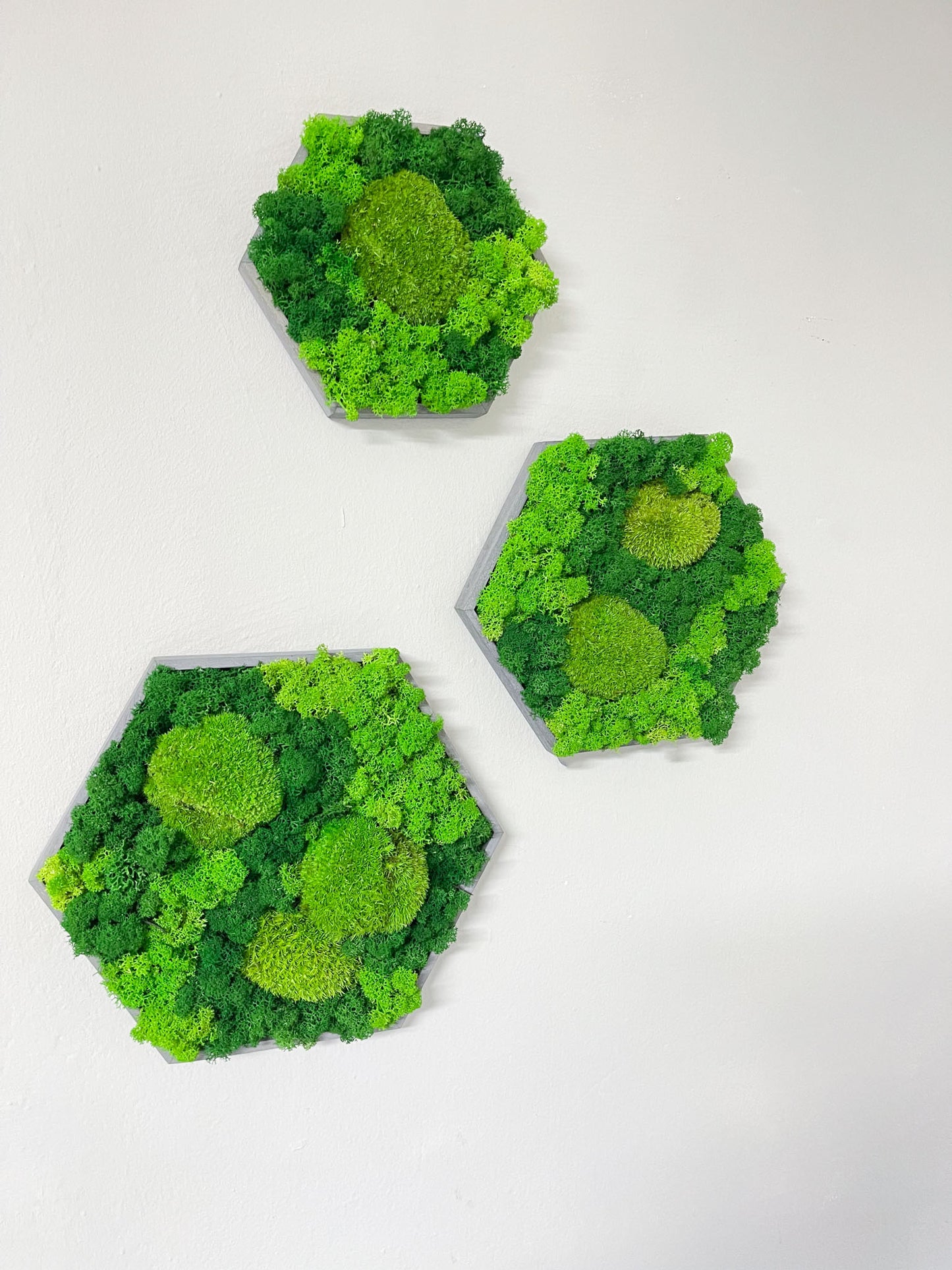 Geschenk Rahmen modern moos Moosbild Hellgrün Grün Natur Moobilder Mooswand Pflanzen Pflanzenbild Flachmoos Waldmoos Muttertag Geburtstag Wohnung Wand Deko Dekoration Islandmoos Rentiermoos Ast Teak Treibholz innen grün Wald Innenraum Deko Dekoration Home Office Laden Büro Einrichtung Hexagon