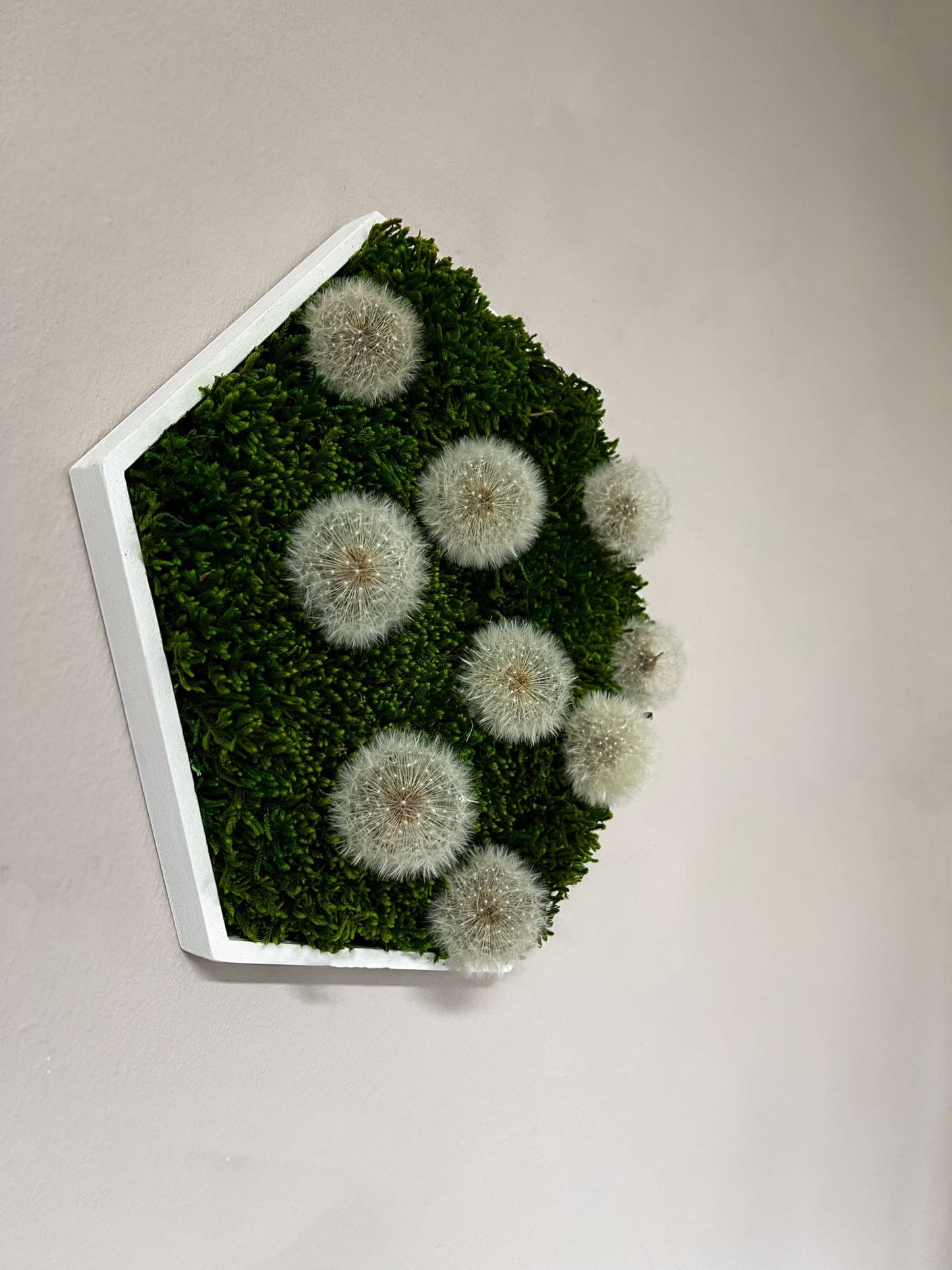 Pusteblume Pusteblumen Hexagon Sechseck Ballenmoos Moosbild Hügelmoos Moos Deko Wanddeko Wandbild Bild Mooswand Wunscherfüller Farbe Flachmoos Mooswand Wald Geschenk Mutter Muttertag Modern Holz Rahmen Holzrahmen Islandmoos Island Rentiermoos Schirmchen Löwenzahn Samen Pflanze Pflanzenbild Schlafzimmer Wohnzimmer Haus Wohnung