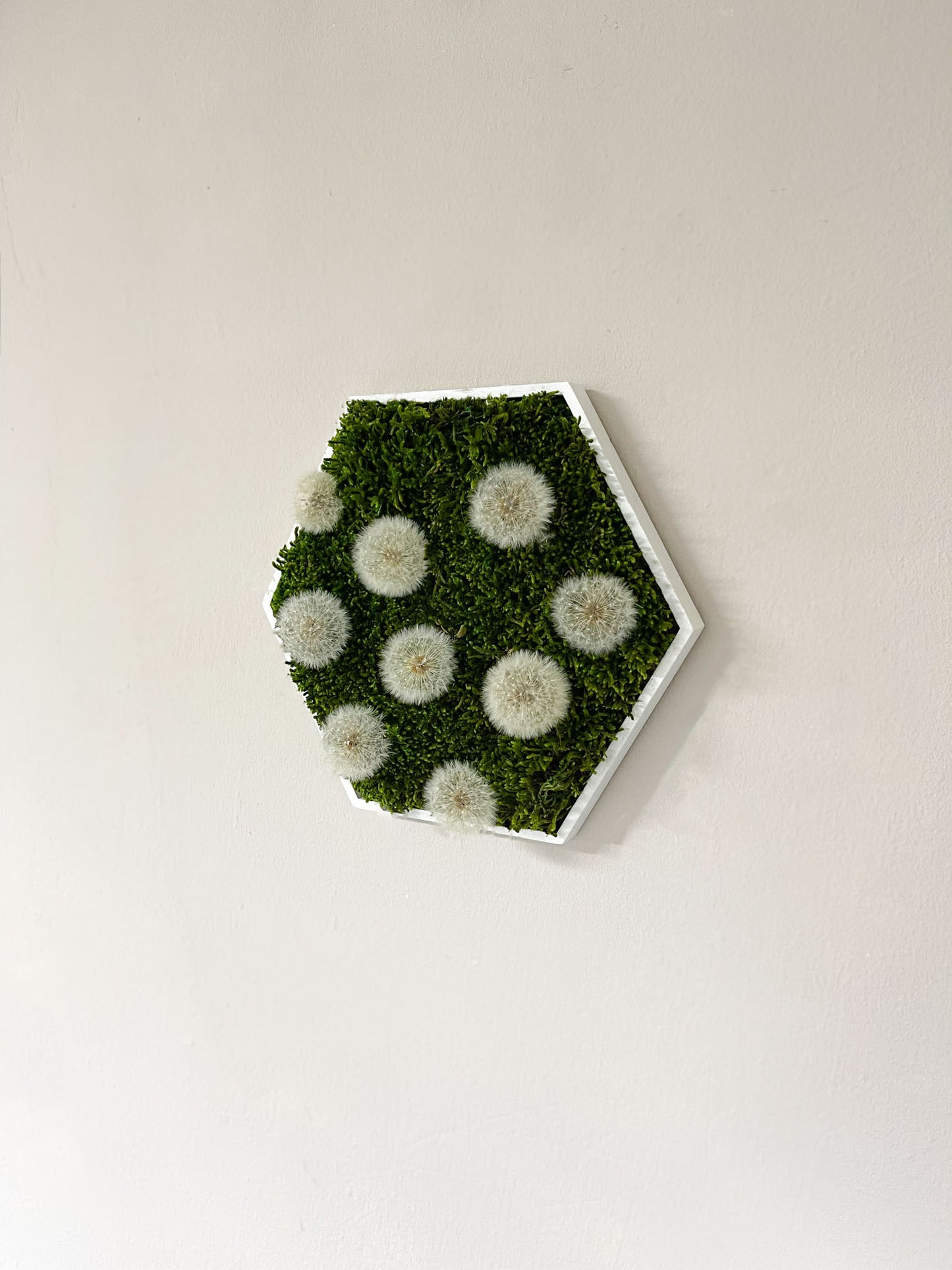 Pusteblume Pusteblumen Hexagon Sechseck Ballenmoos Moosbild Hügelmoos Moos Deko Wanddeko Wandbild Bild Mooswand Wunscherfüller Farbe Flachmoos Mooswand Wald Geschenk Mutter Muttertag Modern Holz Rahmen Holzrahmen Islandmoos Island Rentiermoos Schirmchen Löwenzahn Samen Pflanze Pflanzenbild Fluffig echte