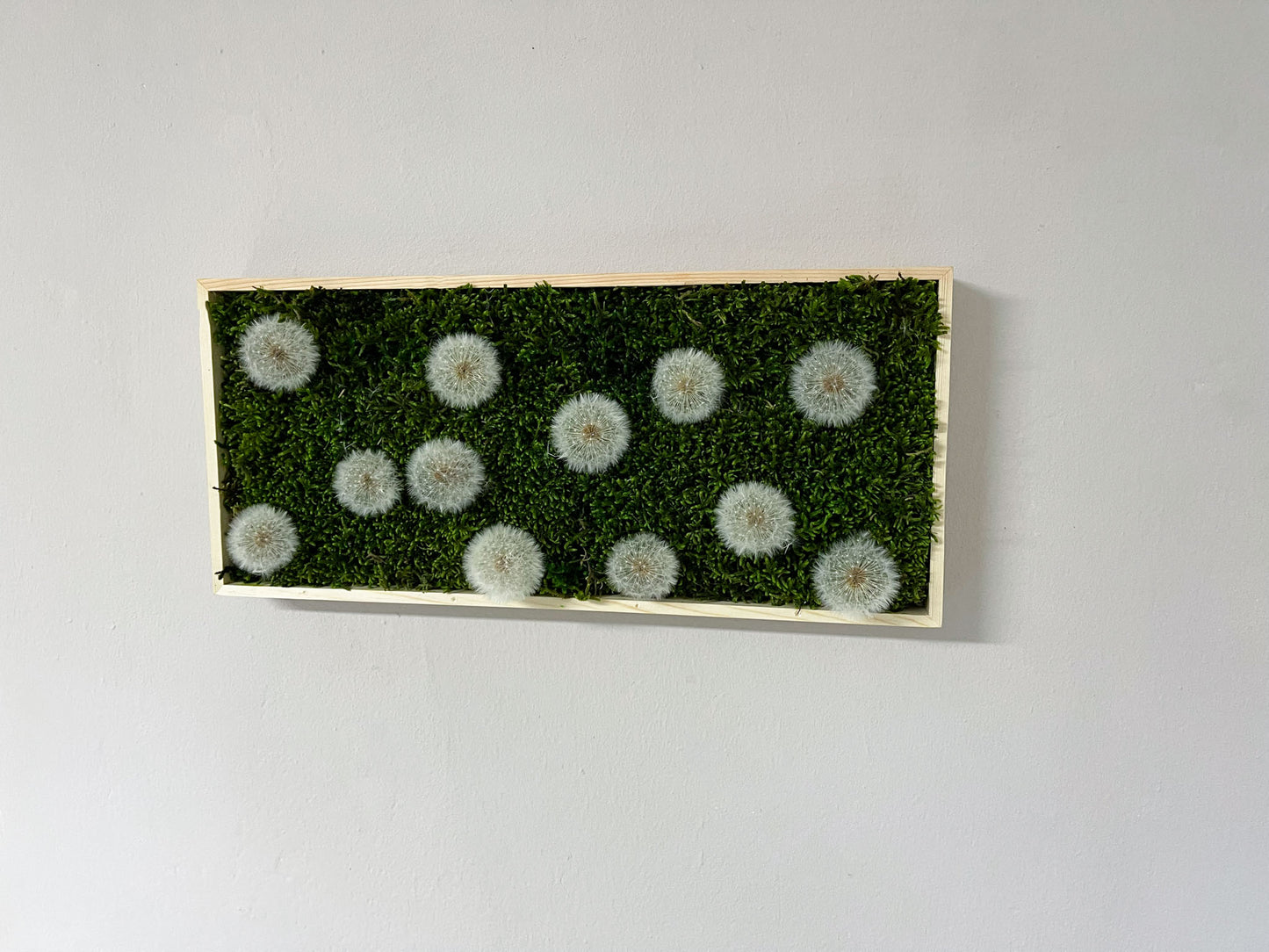 Geschenk Pusteblume Rahmen Rechteck Islandmoos moos Moosbild Rentiermoos Hellgrün Grün Natur Bollenmoos Moobilder Mooswand Pflanzen Pflanzenbild Pusteblume Pusteblumen Löwenzahn Flachmoos Waldmoos Muttertag Geburtstag Wohnung Deko