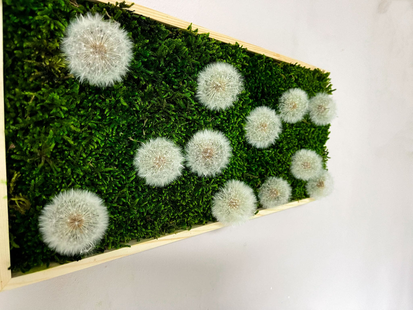 Geschenk Pusteblume Rahmen Rechteck Islandmoos moos Moosbild Rentiermoos Hellgrün Grün Natur Bollenmoos Moobilder Mooswand Pflanzen Pflanzenbild Pusteblume Pusteblumen Löwenzahn Flachmoos Waldmoos Muttertag Geburtstag Wohnung Wanddeko