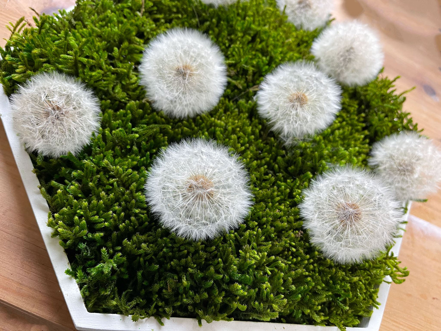 Pusteblume Pusteblumen Hexagon Sechseck Ballenmoos Moosbild Hügelmoos Moos Deko Wanddeko Wandbild Bild Mooswand Wunscherfüller Farbe Flachmoos Mooswand Wald Geschenk Mutter Muttertag Modern Holz Rahmen Holzrahmen Islandmoos Island Rentiermoos Schirmchen Löwenzahn Samen Pflanze Pflanzenbild präpariert