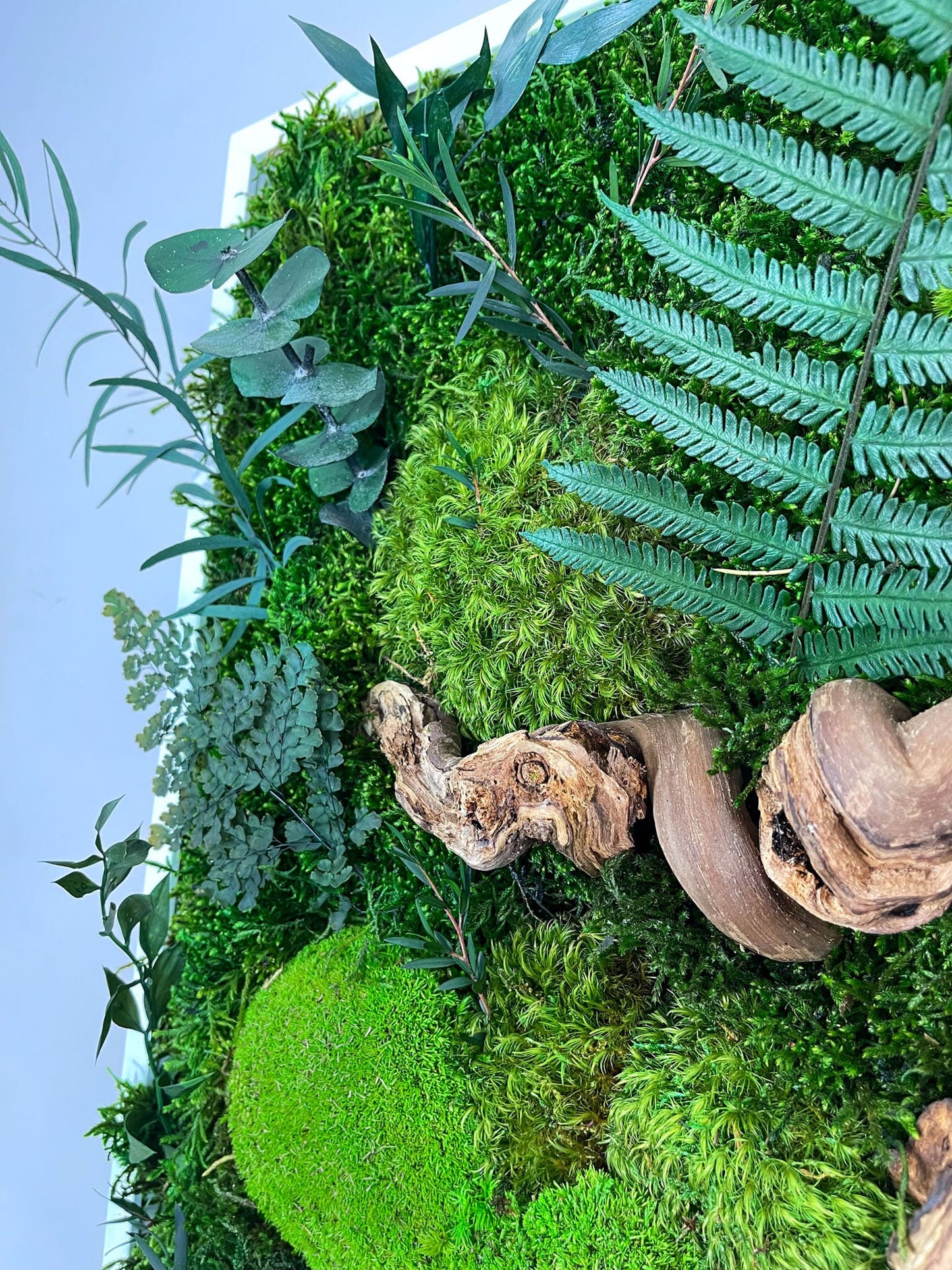 Geschenk Pusteblume Rahmen Rechteck Islandmoos moos Moosbild Rentiermoos Hellgrün Grün Natur Bollenmoos Moobilder Mooswand Pflanzen Pflanzenbild Pusteblume Pusteblumen Löwenzahn Flachmoos Waldmoos Muttertag Geburtstag Wohnung Dschungel Wurzeln Baum Baumwurzel
