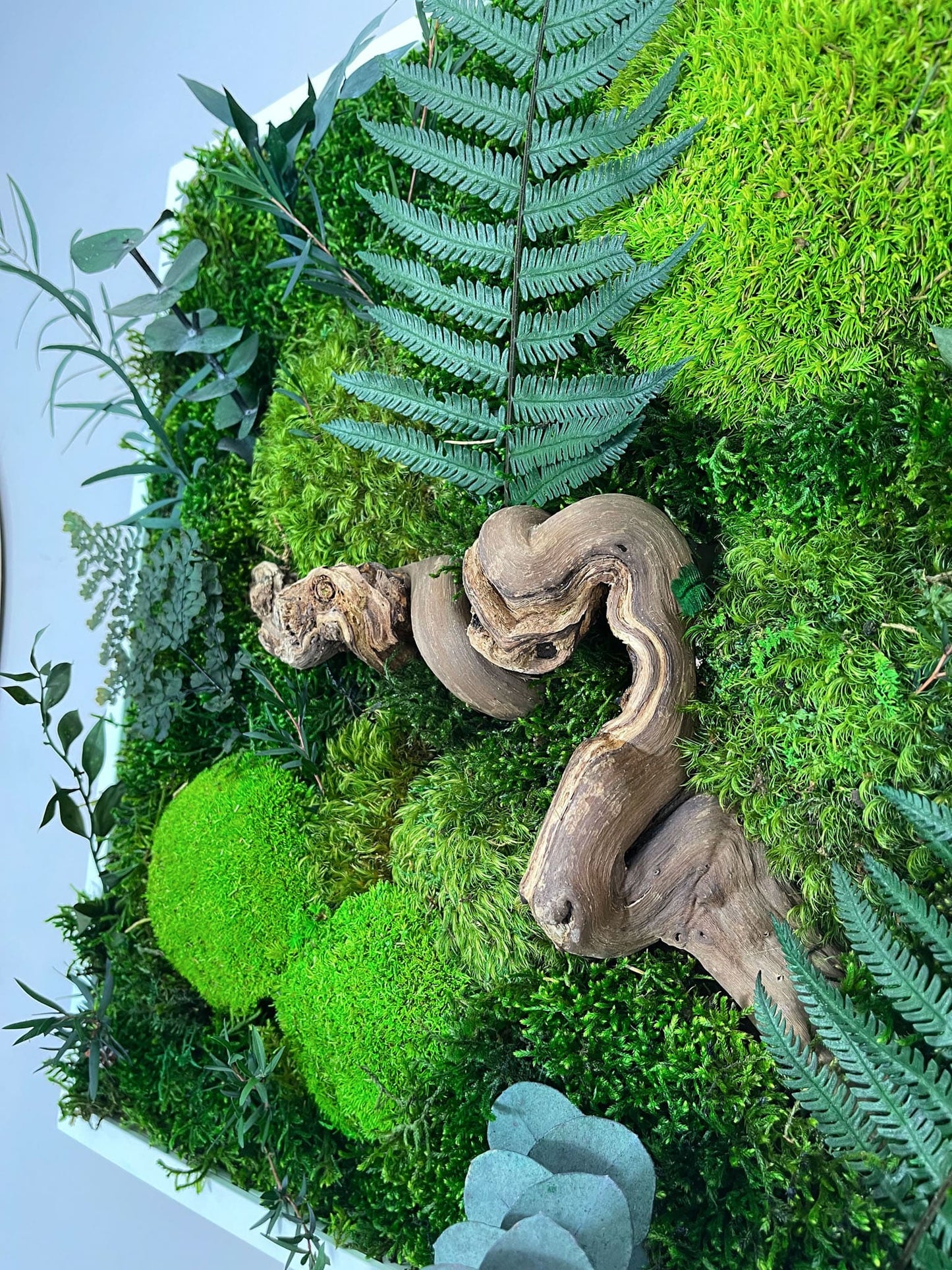 Geschenk Pusteblume Rahmen Rechteck Islandmoos moos Moosbild Rentiermoos Hellgrün Grün Natur Bollenmoos Moobilder Mooswand Pflanzen Pflanzenbild Pusteblume Pusteblumen Löwenzahn Flachmoos Waldmoos Muttertag Geburtstag Wohnung Dschungel Jungle