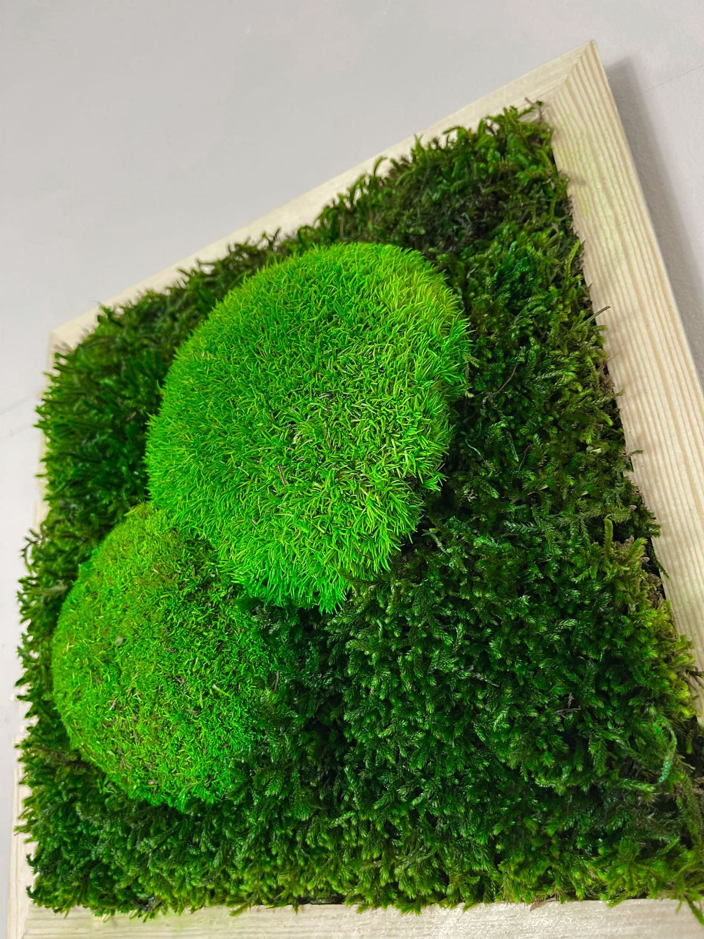 Geschenk Pusteblume Rahmen Rechteck Islandmoos moos Moosbild Rentiermoos Hellgrün Grün Natur Bollenmoos Moobilder Mooswand Pflanzen Pflanzenbild Pusteblume Pusteblumen Löwenzahn Flachmoos Waldmoos Muttertag Geburtstag Wohnung Dschungel Bollenmoos