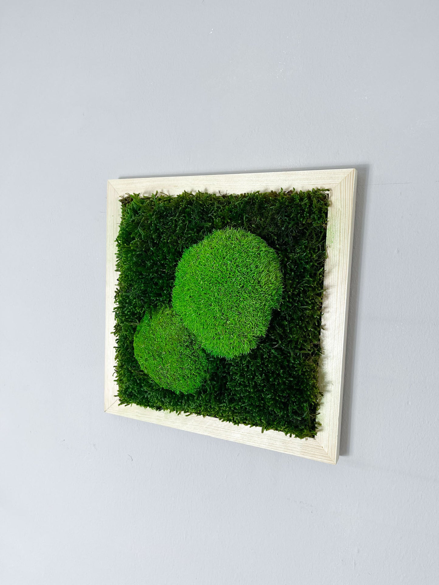 Geschenk Pusteblume Rahmen Rechteck Islandmoos moos Moosbild Rentiermoos Hellgrün Grün Natur Bollenmoos Moobilder Mooswand Pflanzen Pflanzenbild Pusteblume Pusteblumen Löwenzahn Flachmoos Waldmoos Muttertag Geburtstag Wohnung Dschungel Hügelmoos