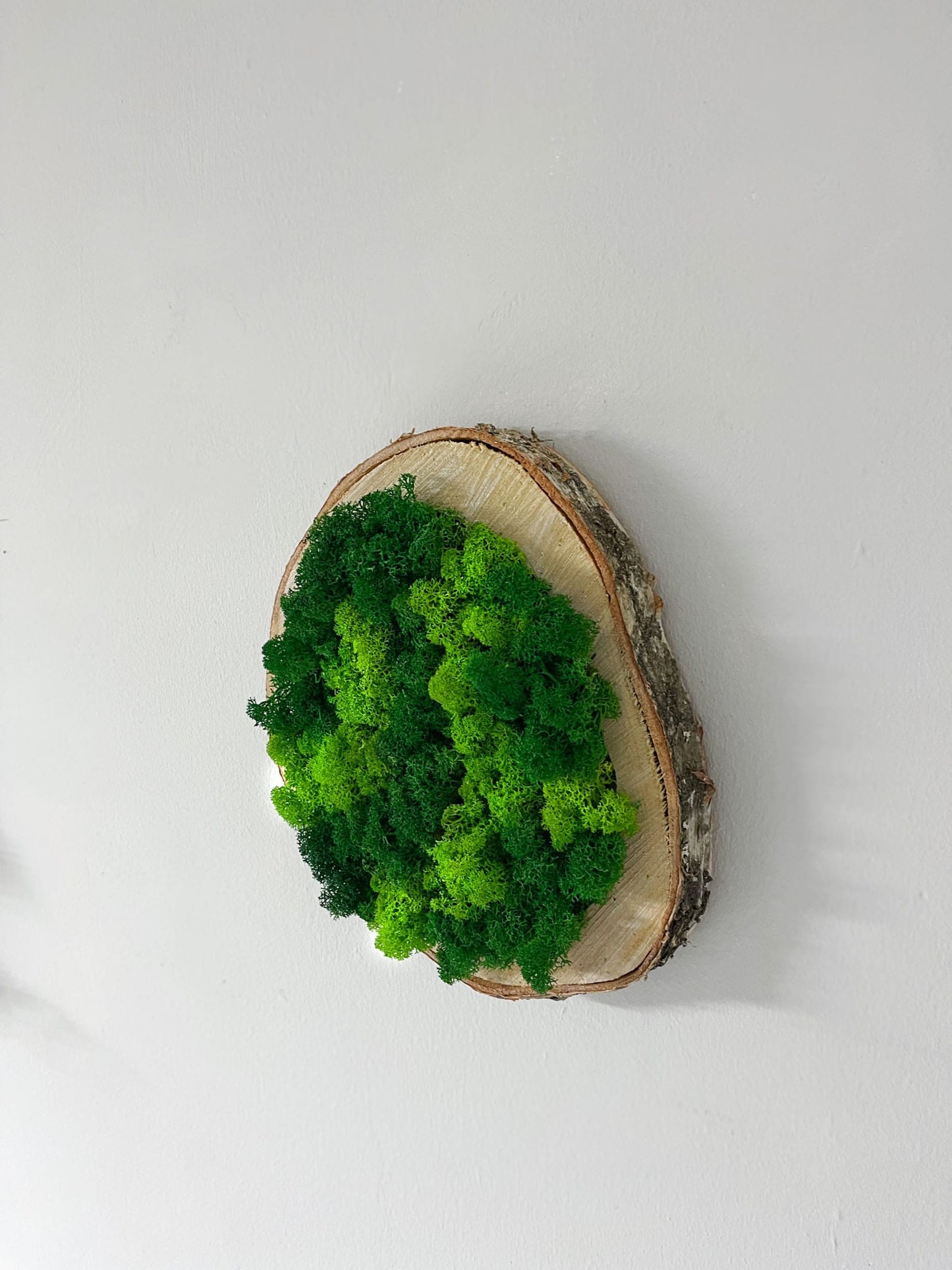 Geschenk Pusteblume Rahmen Rechteck Islandmoos moos Moosbild Rentiermoos Hellgrün Grün Natur Bollenmoos Moobilder Mooswand Pflanzen Pflanzenbild Pusteblume Pusteblumen Löwenzahn Flachmoos Waldmoos Muttertag Geburtstag Wohnung Dschungel Birke Holz Holzscheiben rustikal Landhaus