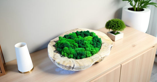 MoosDeko NatürlichWohnen GreenVibes InteriorLovers Moosliebe slandmoos Rentiermoos Ast Teak Treibholz innen grün Wald Innenraum Deko Dekoration