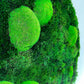 Geschenk  Rahmen Rechteck  moos Moosbild  Hellgrün Grün Natur  Moobilder Mooswand Pflanzen Pflanzenbild Flachmoos Waldmoos Muttertag Geburtstag Wohnung  Ballenmoos Hügelmoos