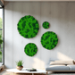 Geschenk Rahmen modern moos Moosbild  Hellgrün Grün Natur Moosbilder Mooswand Pflanzen Pflanzenbild Flachmoos Waldmoos Muttertag Geburtstag Wohnung Wand Deko Dekoration Islandmoos Rentiermoos Ast Teak Treibholz innen grün Wald Innenraum Deko Dekoration gewerbe wohnzimmer einrichtung Natur Pflanzen konserviert Schlafzimmer