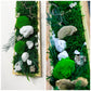 Geschenk Rahmen modern moos Moosbild  Hellgrün Grün Natur Moosbilder Mooswand Pflanzen Pflanzenbild Flachmoos Waldmoos Muttertag Geburtstag Wohnung Wand Deko Dekoration Stein Steine Waldstein Baumschwamm Baumpilz Pilze Baumpilz Ast Äste Nussbaum Korkenzieher Korkenzieheräste Gedankenwunder Manufaktur Kugelmoos Hügelmoos Design Designer Wandbild Flechte Flechten biophelic grün Baumscheiben Waldmoos Gemälde Holz Holzsorten Auswahl Farben Miniatur Einrichtung Ladeneinrichtung Büro Home Office 