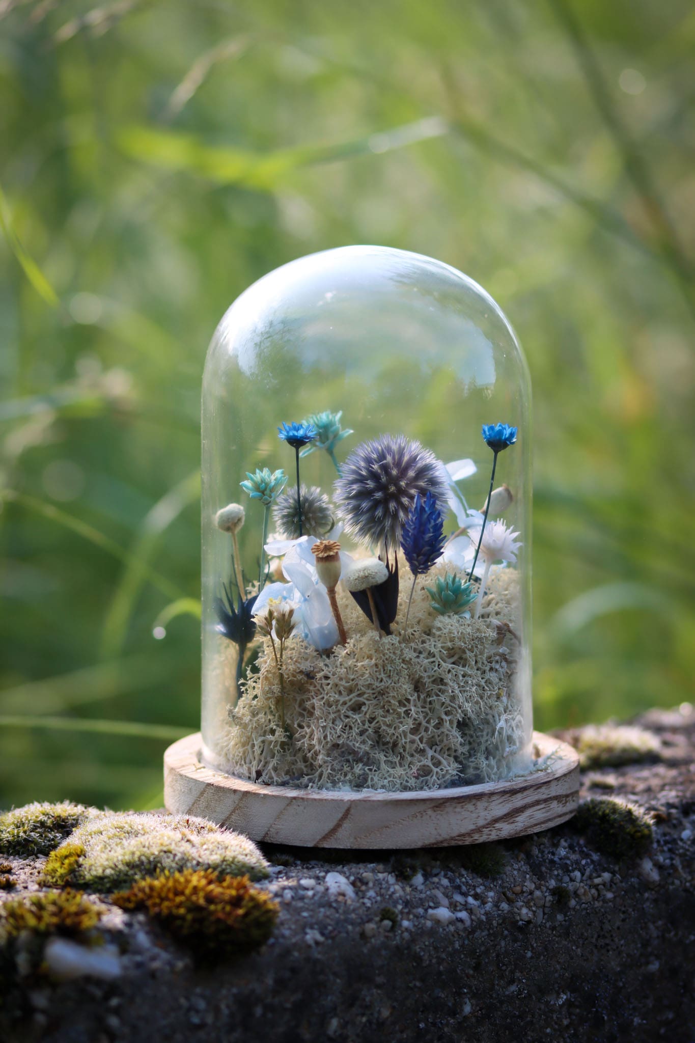 Glasglocke blau Glaskuppel Glas Käseglocke Distel Blüte Islandmoos Diy Natur Wald Miniatur Garten