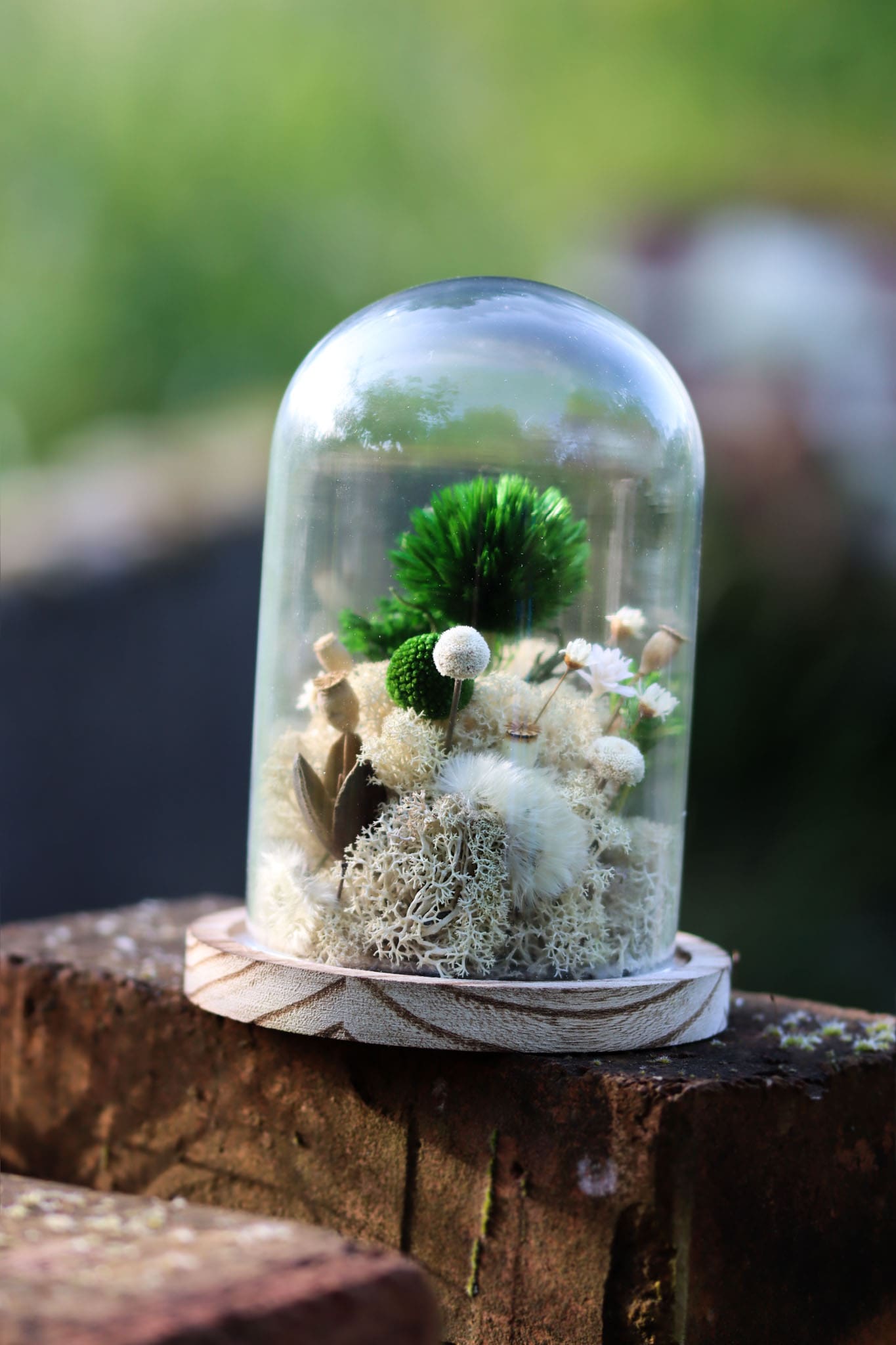 Glasglocke blau Glaskuppel Glas Käseglocke Distel Blüte Islandmoos Diy 'Wald Natur Miniatur Makro Garten