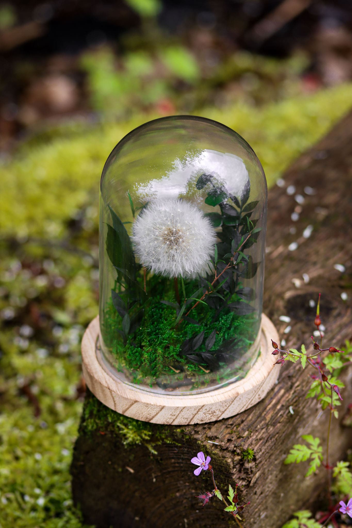 Glaskuppel Glasglocke Pflanzen Pflanze Moos Pusteblume Glas Käseglocke Miniatur Garten Natur