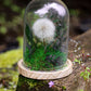 Glaskuppel Glasglocke Pflanzen Pflanze Moos Pusteblume Glas Käseglocke Miniatur Garten Natur Wunscherfüller Sockel Boden Display