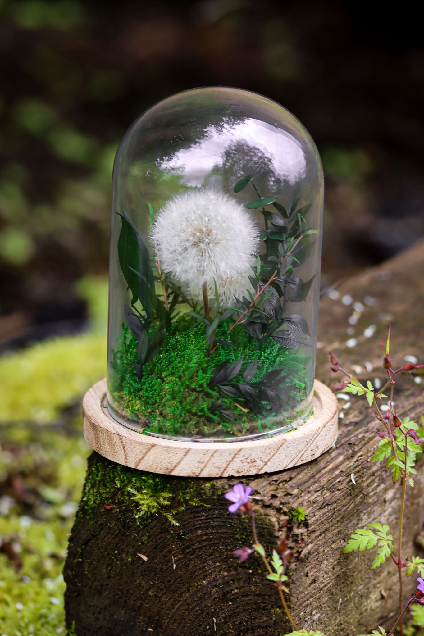 Glaskuppel Glasglocke Pflanzen Pflanze Moos Pusteblume Glas Käseglocke Miniatur Garten Natur Wunscherfüller Sockel Boden Display