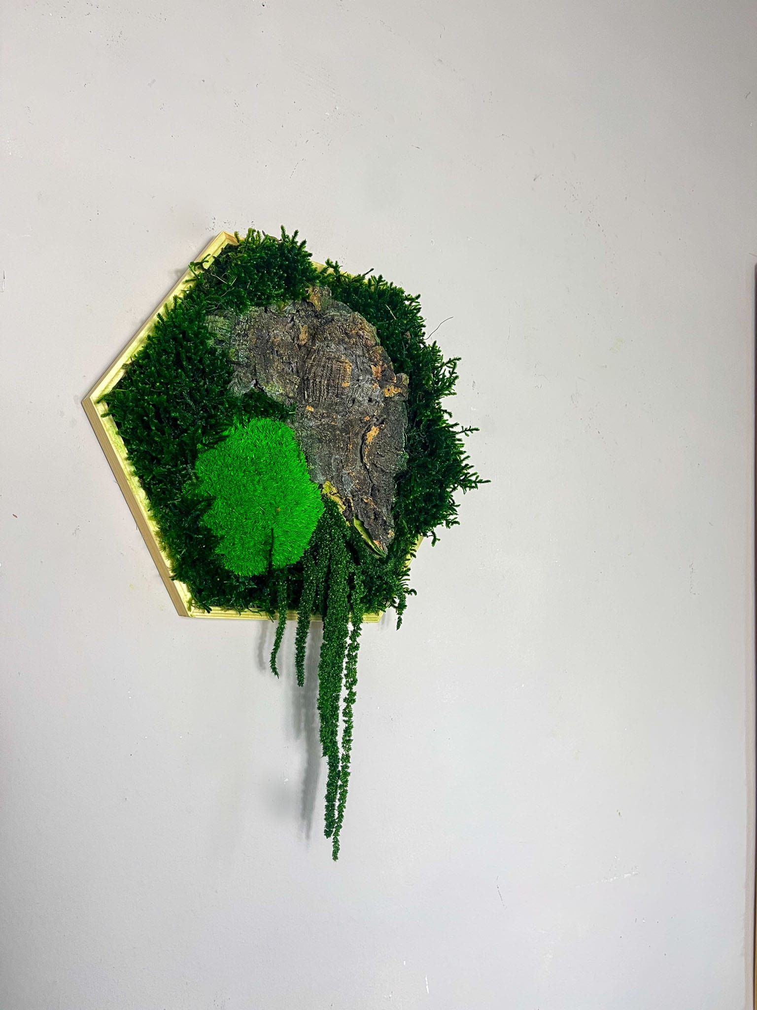 Hexagon Wabe Sechseck Ranke rustikal Holz olzstück wohnen Ladeneinrichtung Laden Gewerbe Einrichtung Bienenwabe Waben modern Computer Ballmoos Kork Moosbild Moosbilder Mooswand Pflanzen Pflanzenwand Baumstück Baum Ast Aststück 