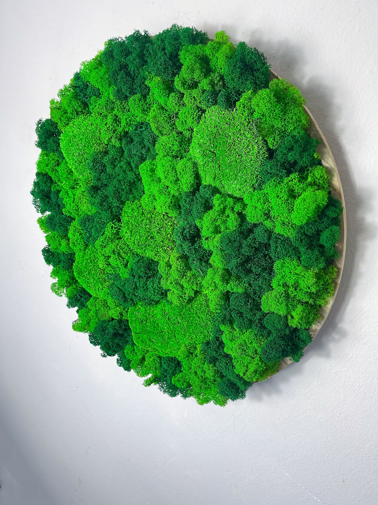 Kugelmoos Ballenmoos Bollenmoos Moos Moosbild Moosbilder Quadrat Hexagon Sechseck Waldmoos Islandmoos Rentiermoos Viereck Rahmen Bild Bilder Wanddeko Wandekoration Gemälde weiß schwarz natur Dschungel Rund Kreis Ball Waldstück Gewerbe Einrichtung