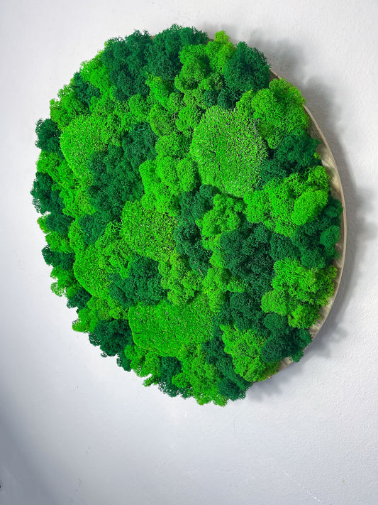 Kugelmoos Ballenmoos Bollenmoos Moos Moosbild Moosbilder Quadrat Hexagon Sechseck Waldmoos Islandmoos Rentiermoos Viereck Rahmen Bild Bilder Wanddeko Wandekoration Gemälde weiß schwarz natur Dschungel Rund Kreis Ball Waldstück Gewerbe Einrichtung