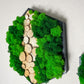 Geschenk Pusteblume Rahmen Rechteck Islandmoos moos Moosbild Rentiermoos Hellgrün Grün Natur Bollenmoos Moobilder Mooswand Pflanzen Pflanzenbild Baumscheiben Wabe modern sechseck Hexagon