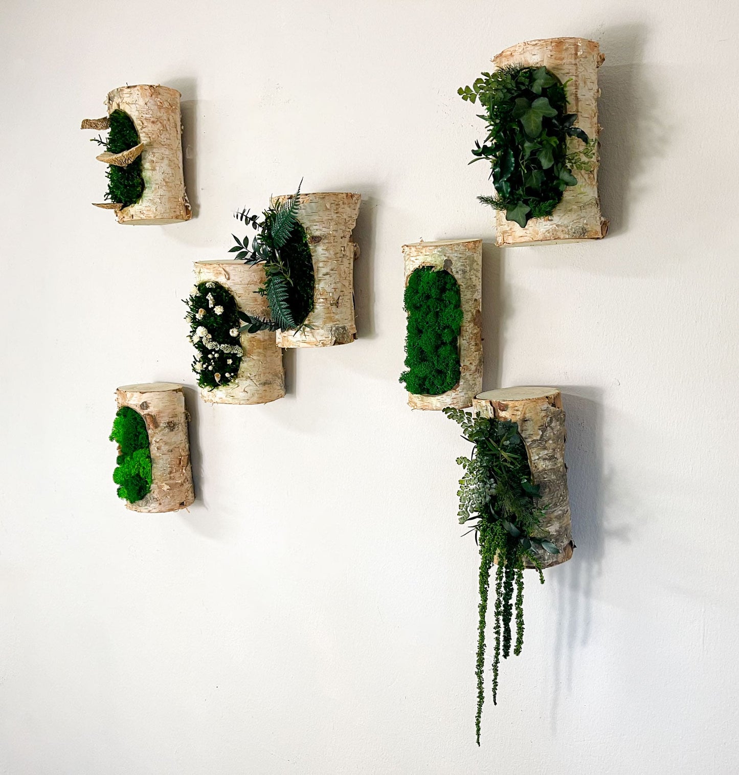 Moos Moss Objekt Deko Dekoration Pflanzen konserviert biophelic Treibholz Teak Wanddeko Unikat Baumrinde Rinde Kork Korkrinde konserviert Islandmoos Birke Birkenstamm Birkenholz Efeu Efeuwald Blumen Farn Waldmoos 