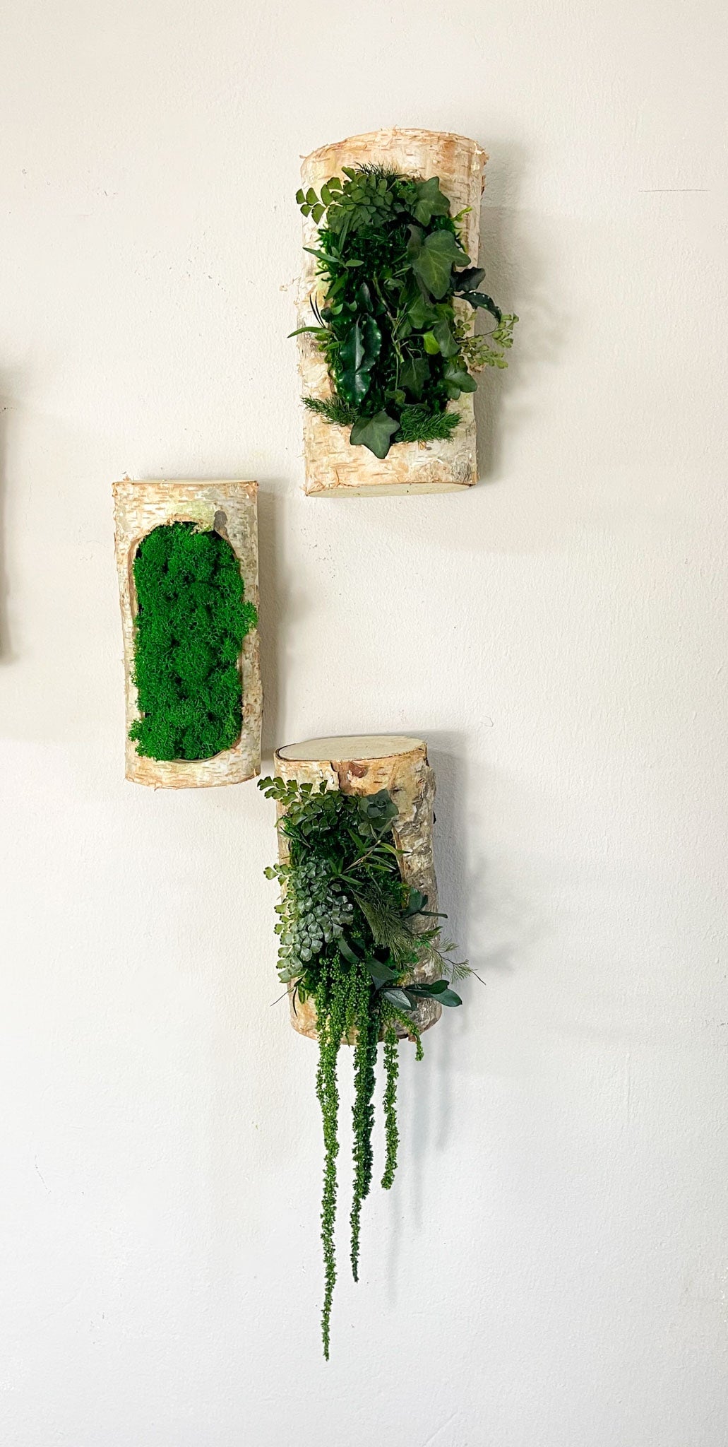 Moos Moss Objekt Deko Dekoration Pflanzen konserviert biophelic Treibholz Teak Wanddeko Unikat Baumrinde Rinde Kork Korkrinde konserviert Islandmoos Birke Birkenstamm Birkenholz Efeu Efeuwald Blumen Farn Birkenholz Ranke Praxis Einrichtung Wohnung home Office modern weiß