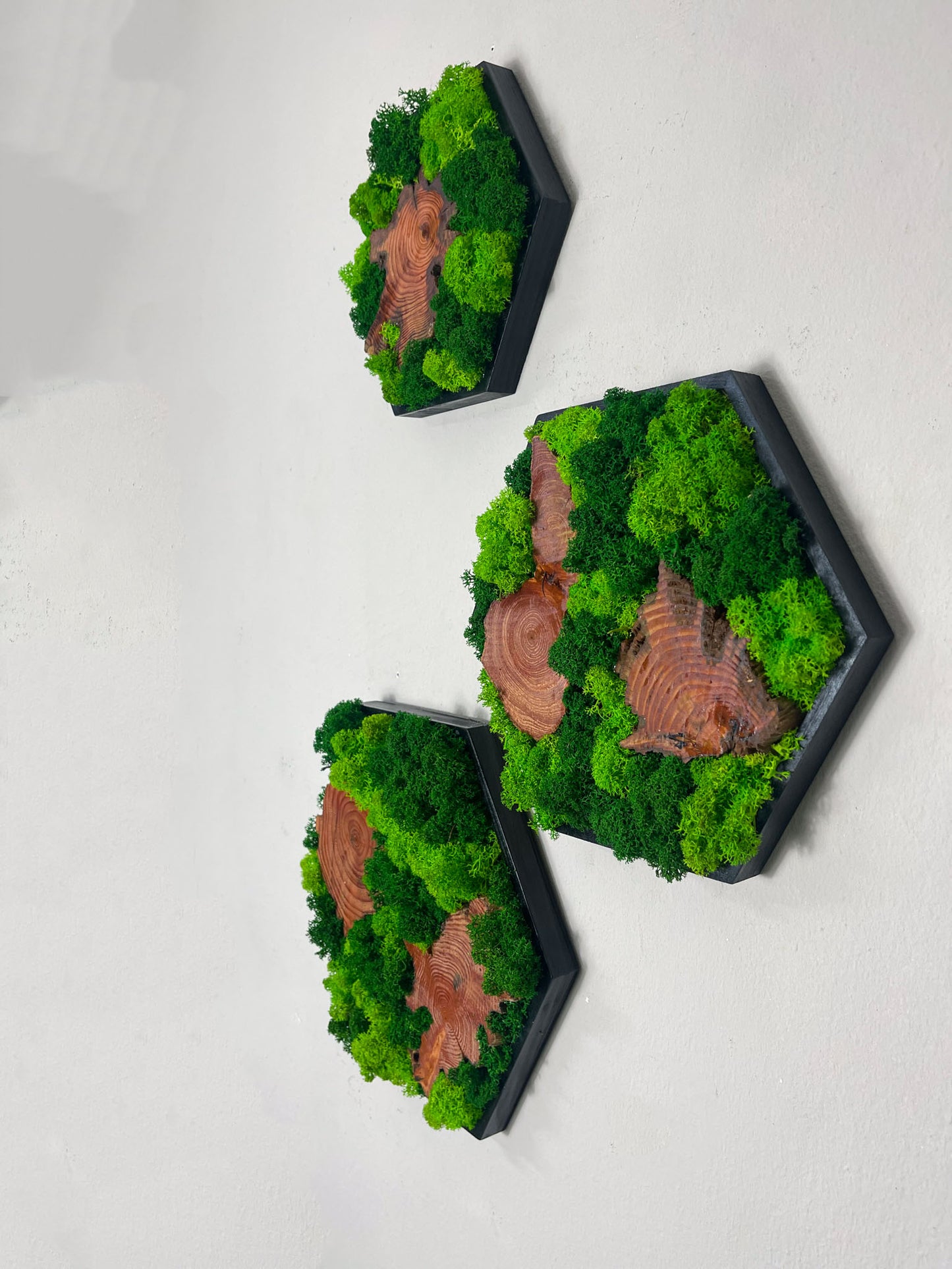 modern Moos Moosbild  Moosbilder Mooswand Pflanzen Pflanzenbild Waldmoos Wohnung Wand Deko Dekoration Islandmoos Rentiermoos Hexagon Sechseck Wabe Olivenholz Oliven Holz Wurzel Scheibe Wurzelscheibe Baumscheibe Olivenholzplatte Wurzelholz Holzplatte rustikal