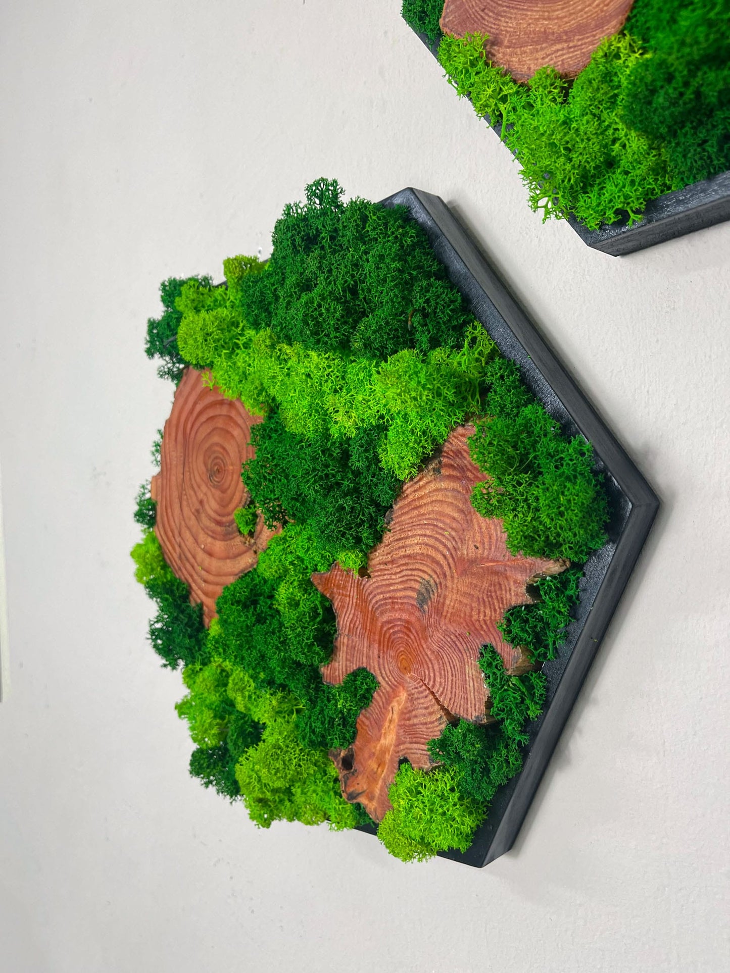 Moos Moosbild  Moosbilder Mooswand Pflanzen Pflanzenbild Waldmoos Wohnung Wand Deko Dekoration Islandmoos Rentiermoos Hexagon Sechseck Wabe Olivenholz Olive Wood Wurzel Scheibe Wurzelscheibe Baumscheibe biophelic Einrichtung Gewerbe Arztpraxis Laden 