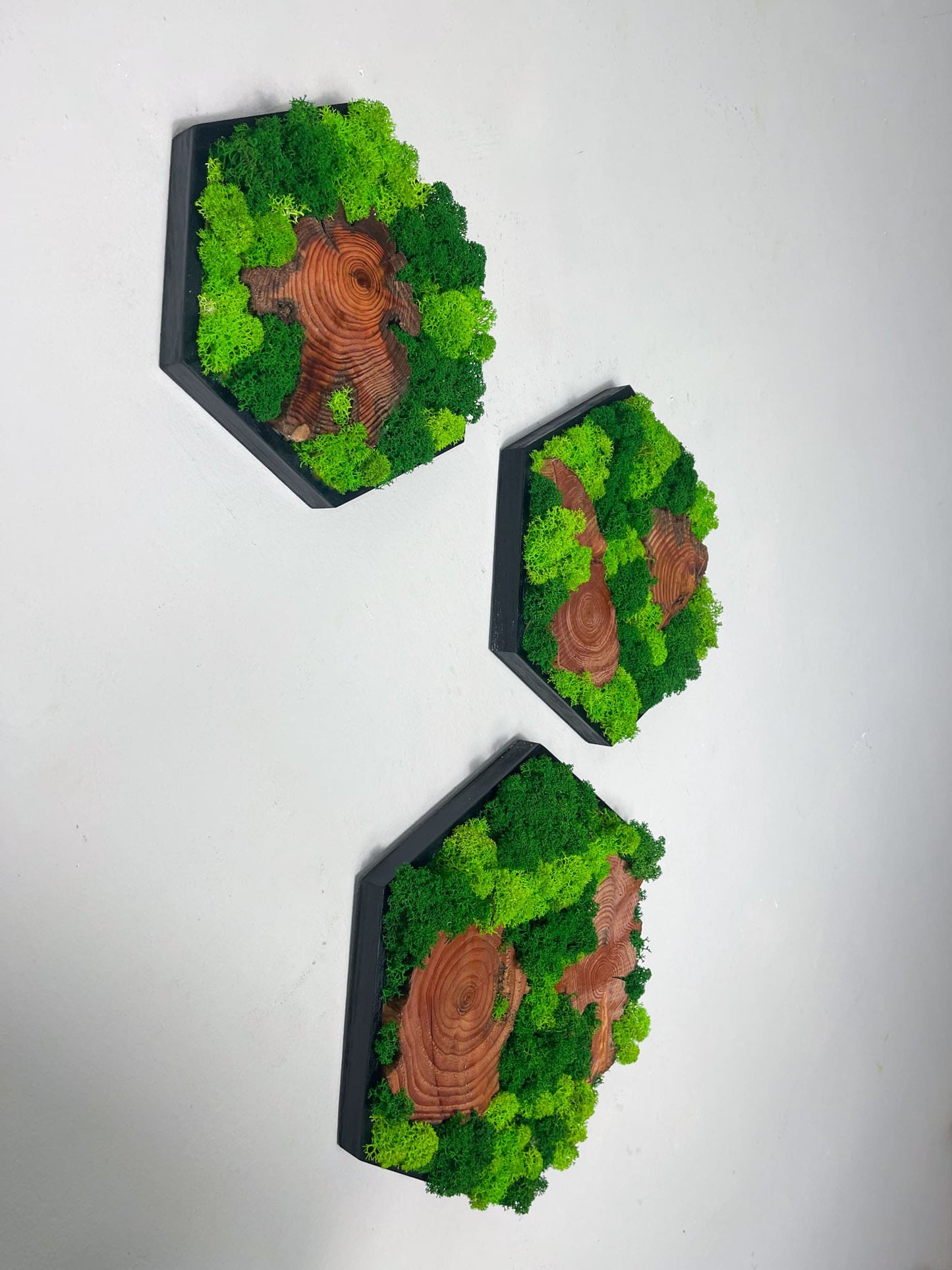 Moos Moosbild  Moosbilder Mooswand Pflanzen Pflanzenbild Waldmoos Wohnung Wand Deko Dekoration Islandmoos Rentiermoos Hexagon Sechseck Wabe Olivenholz Olive Wood Wurzel Scheibe Wurzelscheibe Baumscheibe biophelic Einrichtung Gewerbe Arztpraxis Laden 