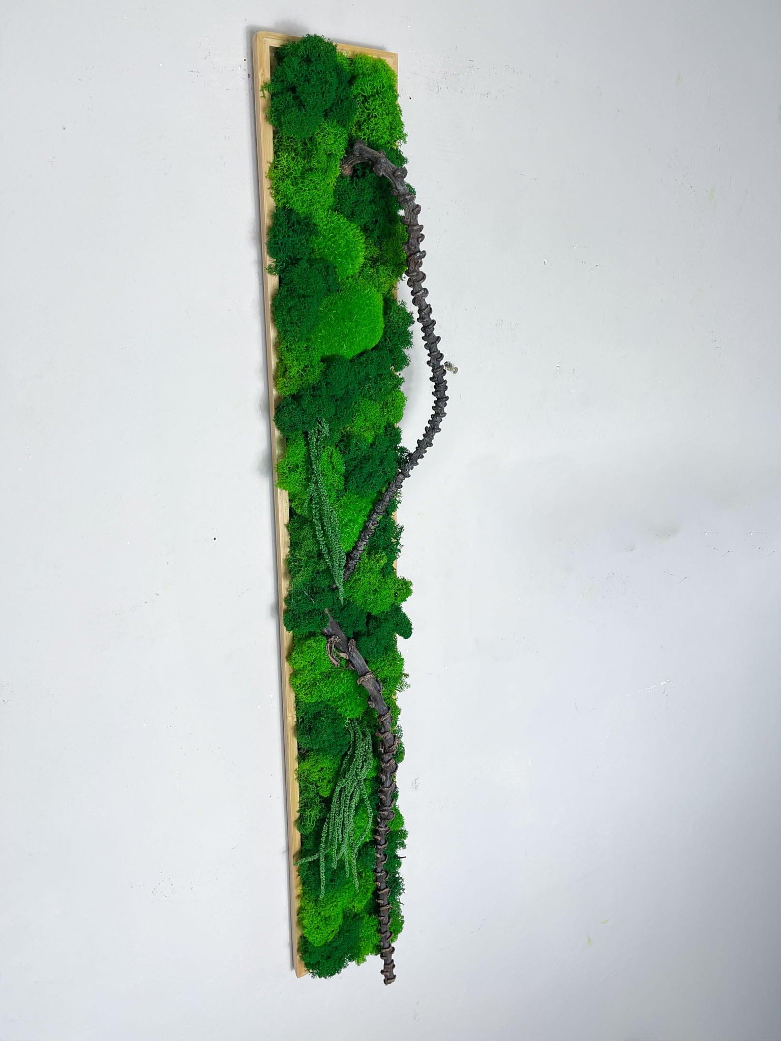 Geschenk Rahmen modern moos Moosbild  Hellgrün Grün Natur Moosbilder Mooswand Pflanzen Pflanzenbild Flachmoos Waldmoos Muttertag Geburtstag Wohnung Wand Deko Dekoration Islandmoos Rentiermoos Home Office Einrichtung Laden Ladenzeile Lang langes moosbild Rechteck Pflanzenwand Mooswand  Detail Makro Handmade biophelic Baum Ast Äste Holz wohne schöner wohnen einrichten erste Wohnung