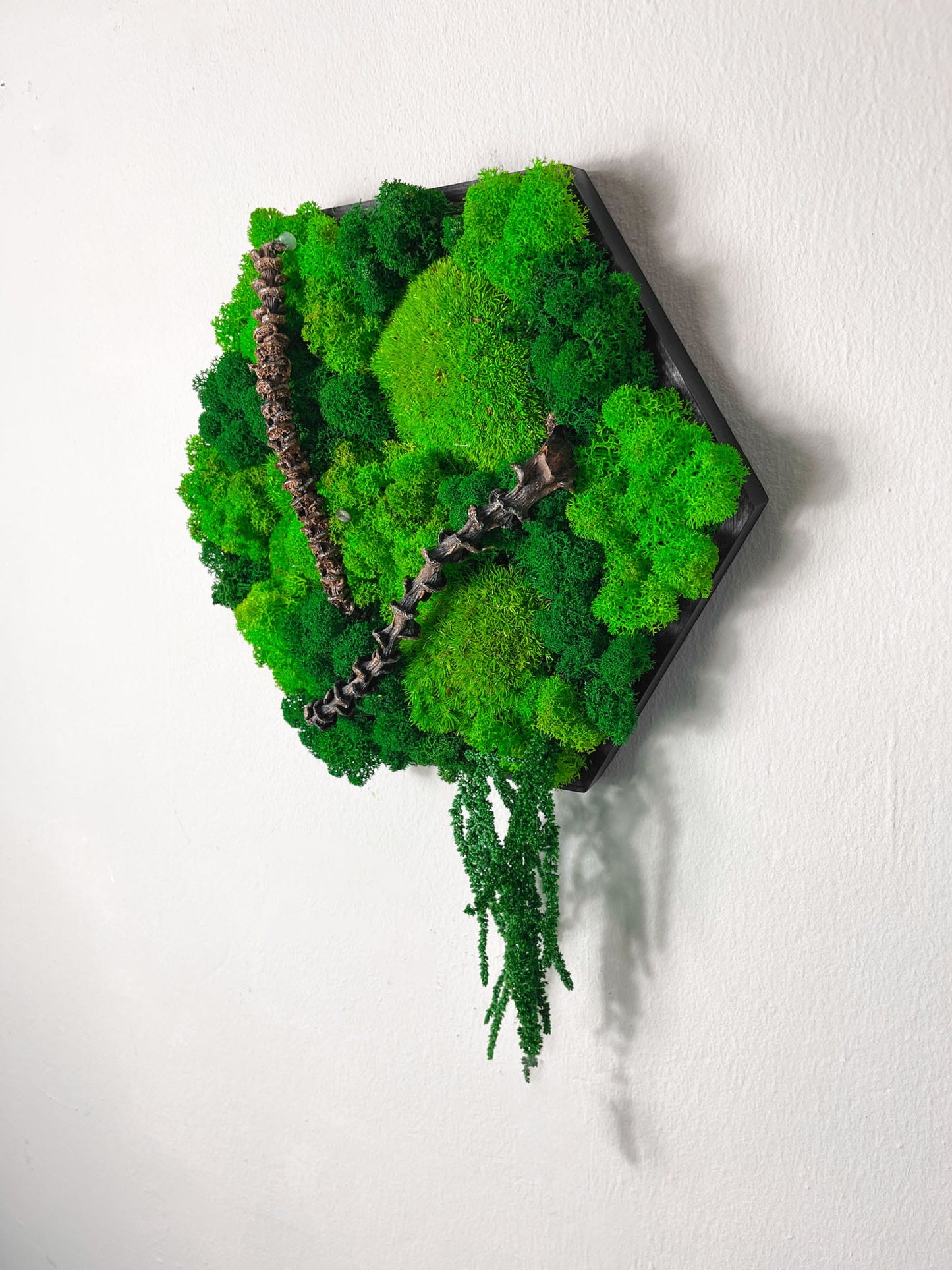 Geschenk  Rahmen Rechteck Islandmoos moos Moosbild Rentiermoos Hellgrün Grün Natur Bollenmoos Moobilder Mooswand Pflanzen Pflanzenbild Flachmoos Waldmoos Muttertag Geburtstag Wohnung Ast Ranke Äste Ranken Amarant Hügel Ballmoos Nussbaum Teak Nussbaum Wabe Bienenwabe Waben Modern Ast rustikal Baumast